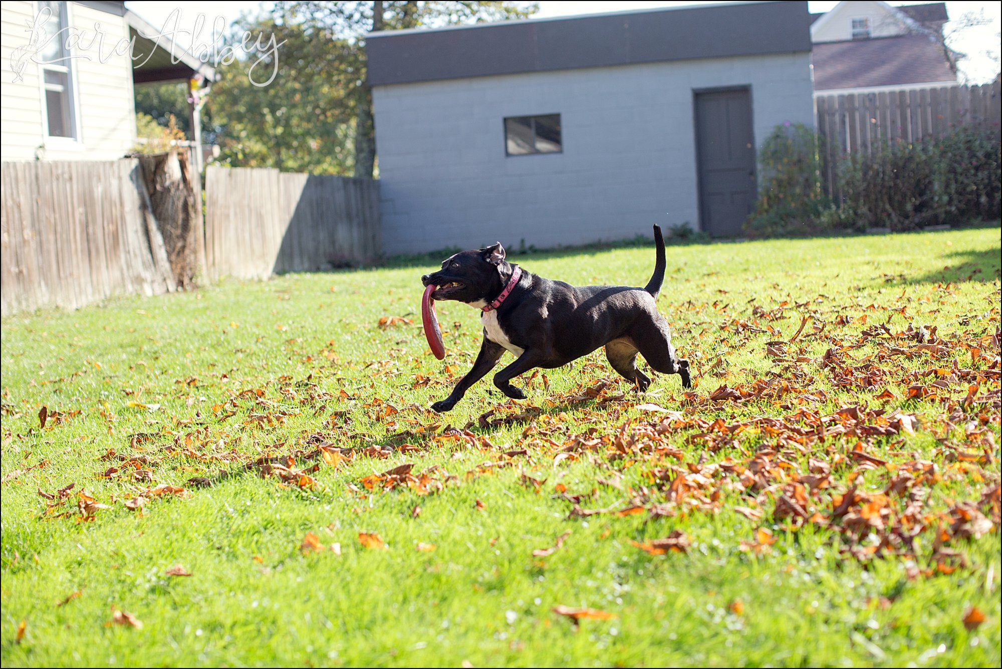 Abby's Saturday (a weekly photo featuring my Black Lab) BLOOPER REEL from 2016 by Irwin, PA Photographer