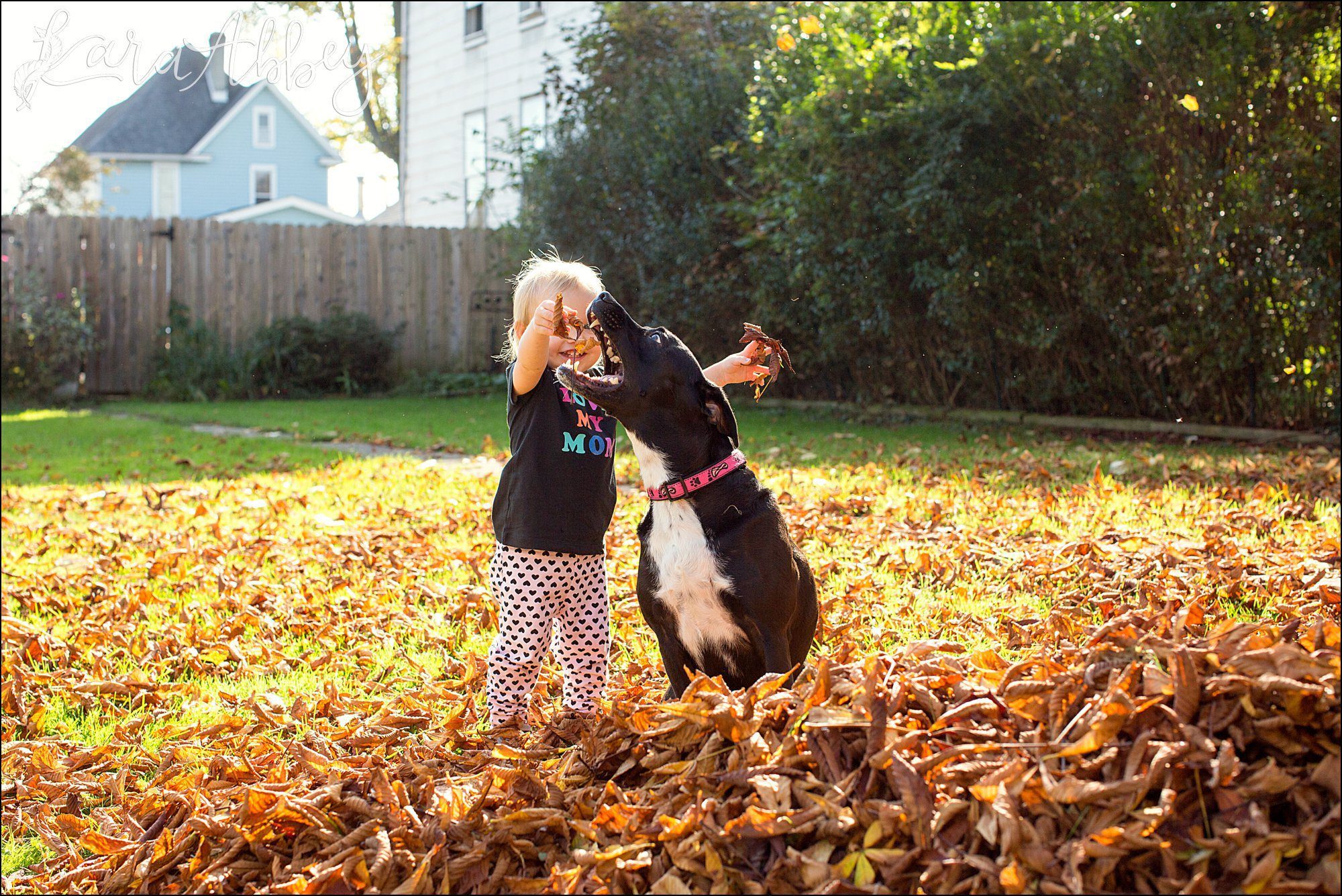 Abby's Saturday (a weekly photo featuring my Black Lab) BLOOPER REEL from 2016 by Irwin, PA Photographer