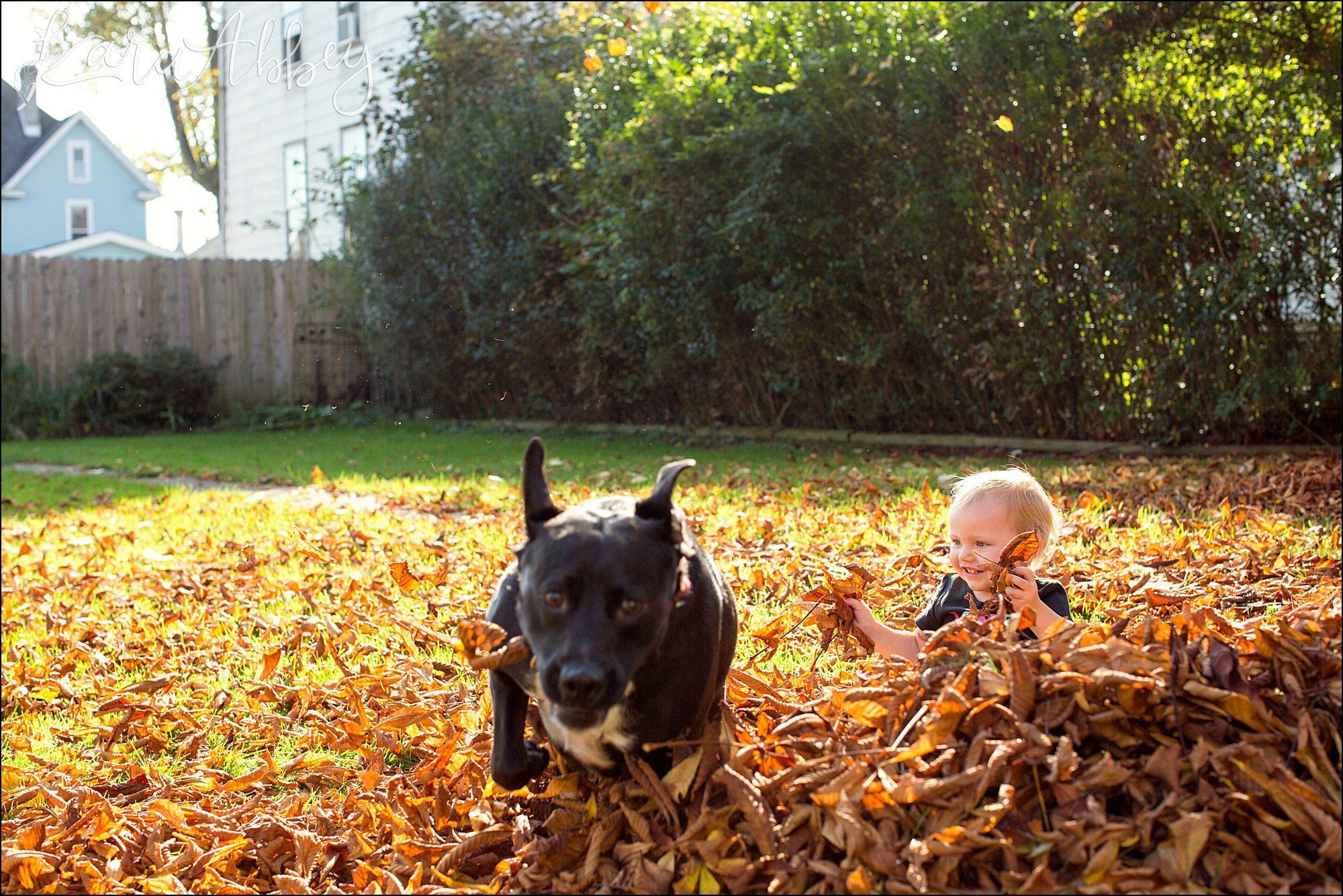 Abby's Saturday (a weekly photo featuring my Black Lab) BLOOPER REEL from 2016 by Irwin, PA Photographer