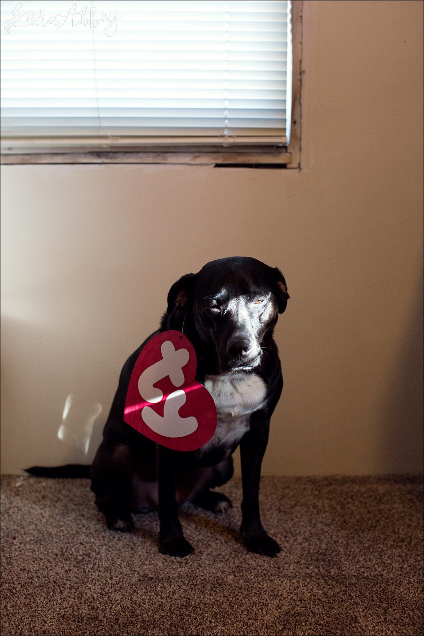 Abby's Saturday (a weekly photo featuring my Black Lab) BLOOPER REEL from 2016 by Irwin, PA Photographer
