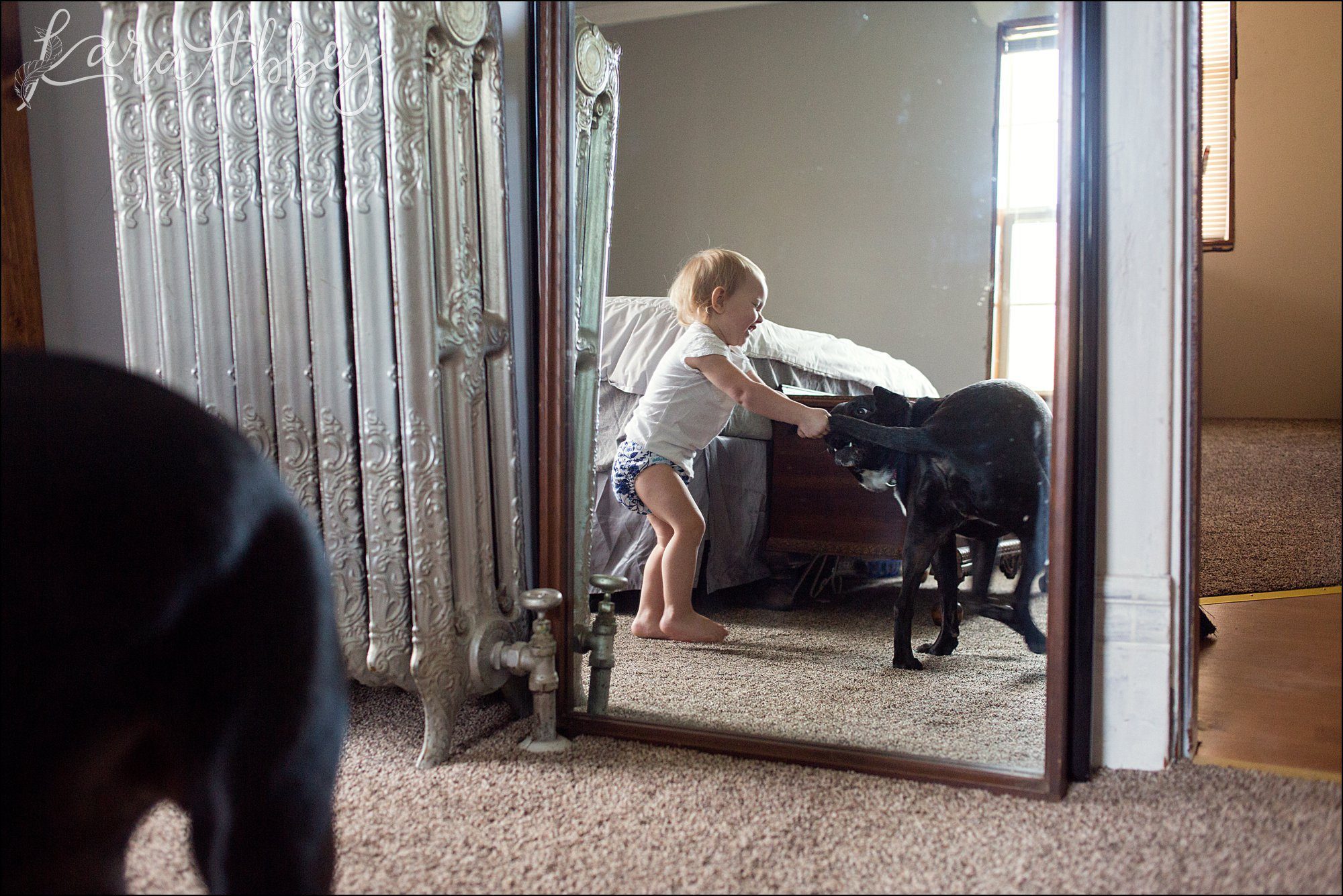 Abby's Saturday (a weekly photo featuring my Black Lab) BLOOPER REEL from 2016 by Irwin, PA Photographer