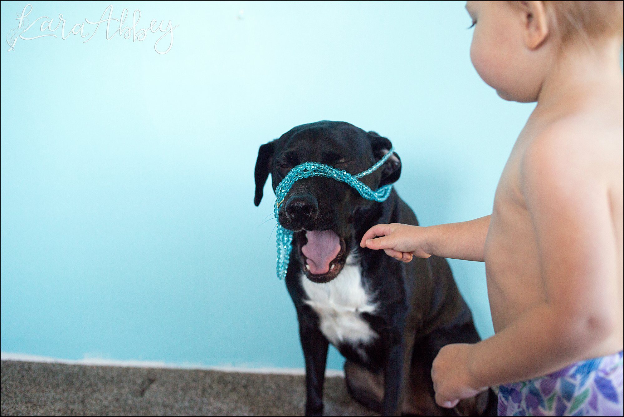 Abby's Saturday (a weekly photo featuring my Black Lab) BLOOPER REEL from 2016 by Irwin, PA Photographer