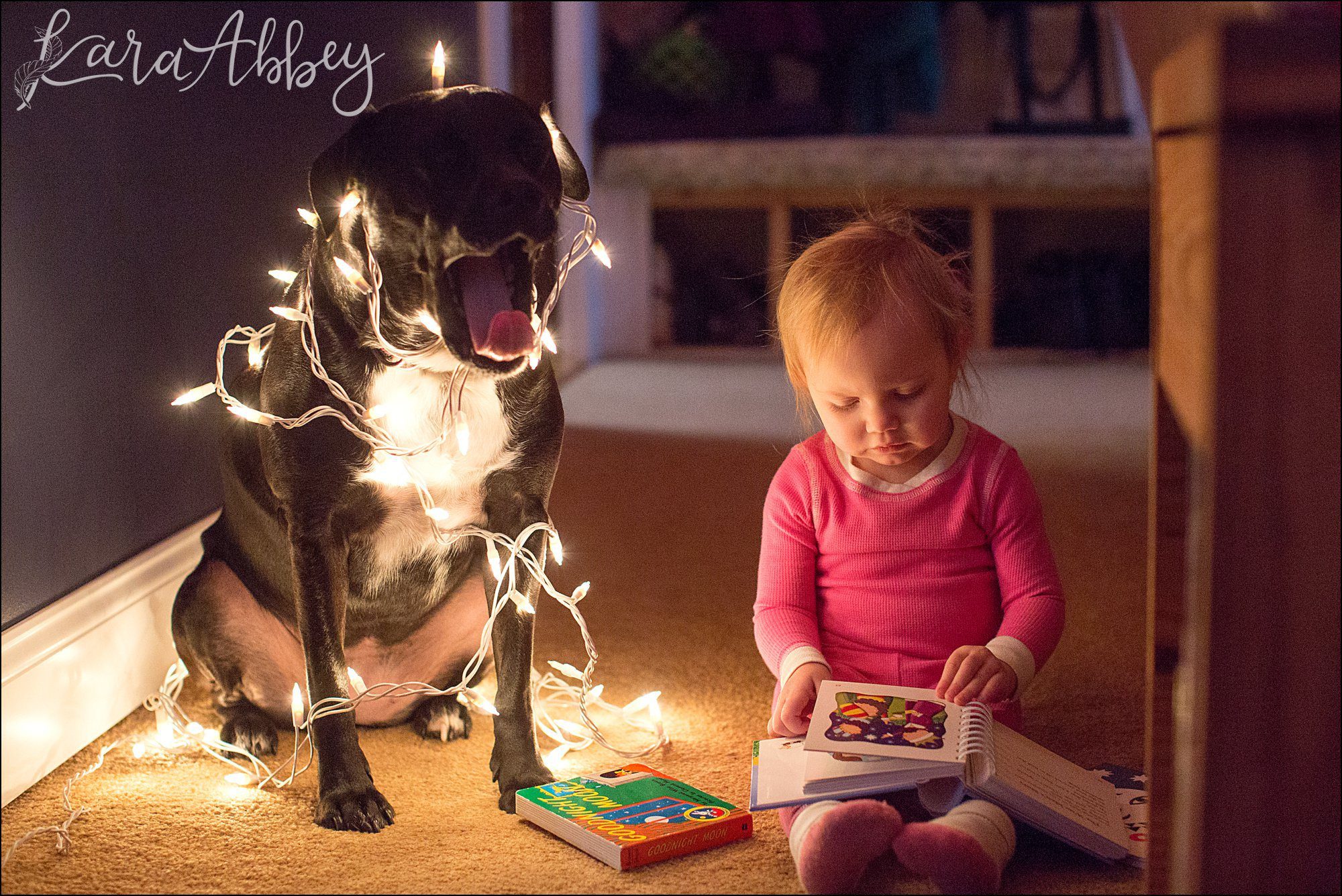 Abby's Saturday (a weekly photo featuring my Black Lab) BLOOPER REEL from 2016 by Irwin, PA Photographer
