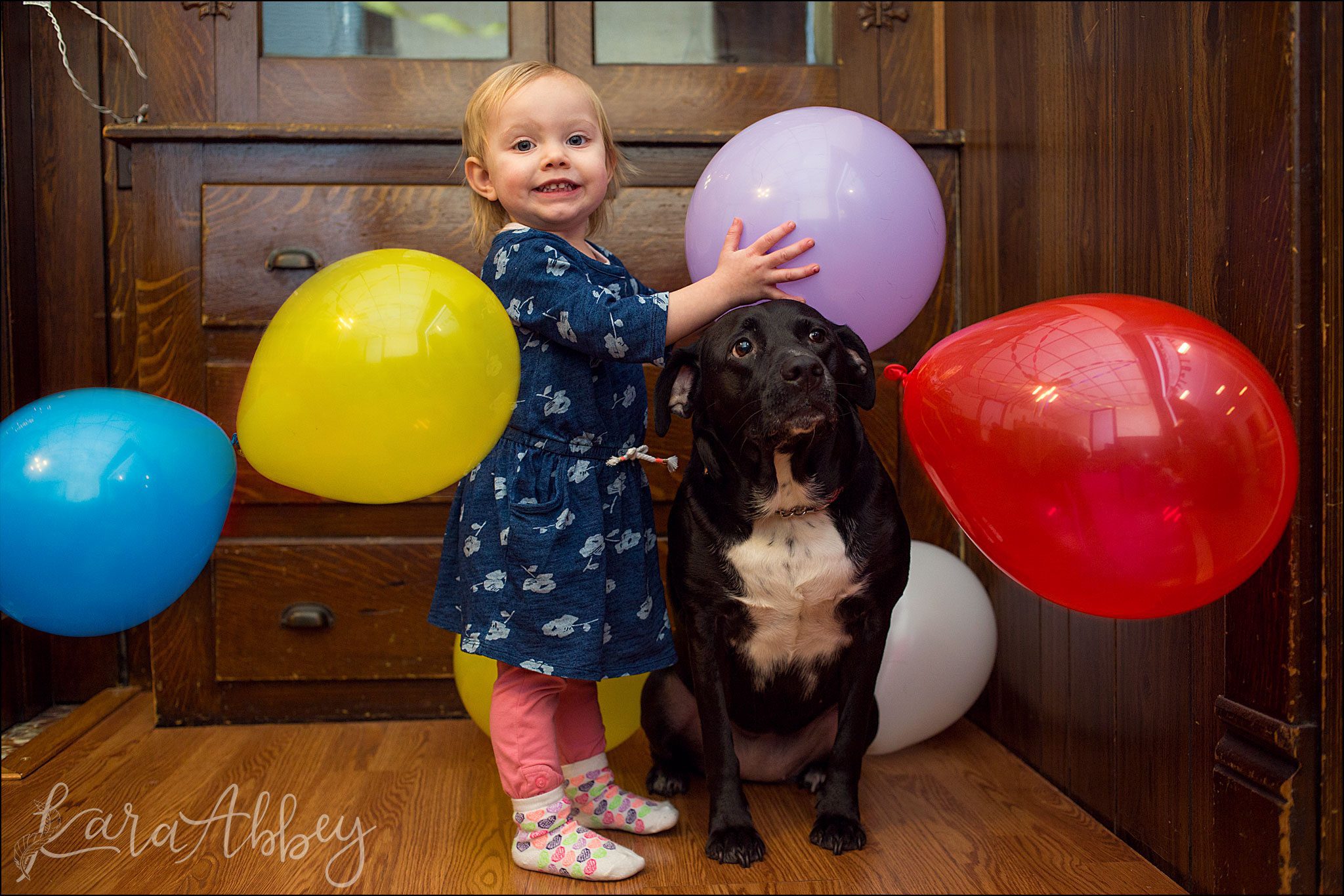 Toddler and her Black Lab Play with Balloons in Irwin, PA