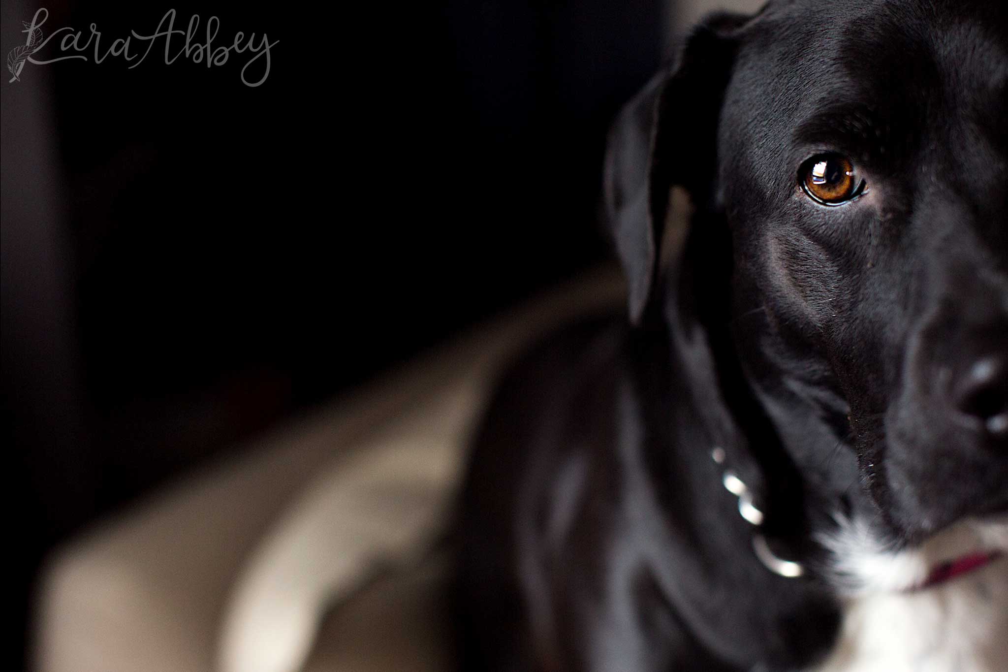 Black Lab Portrait