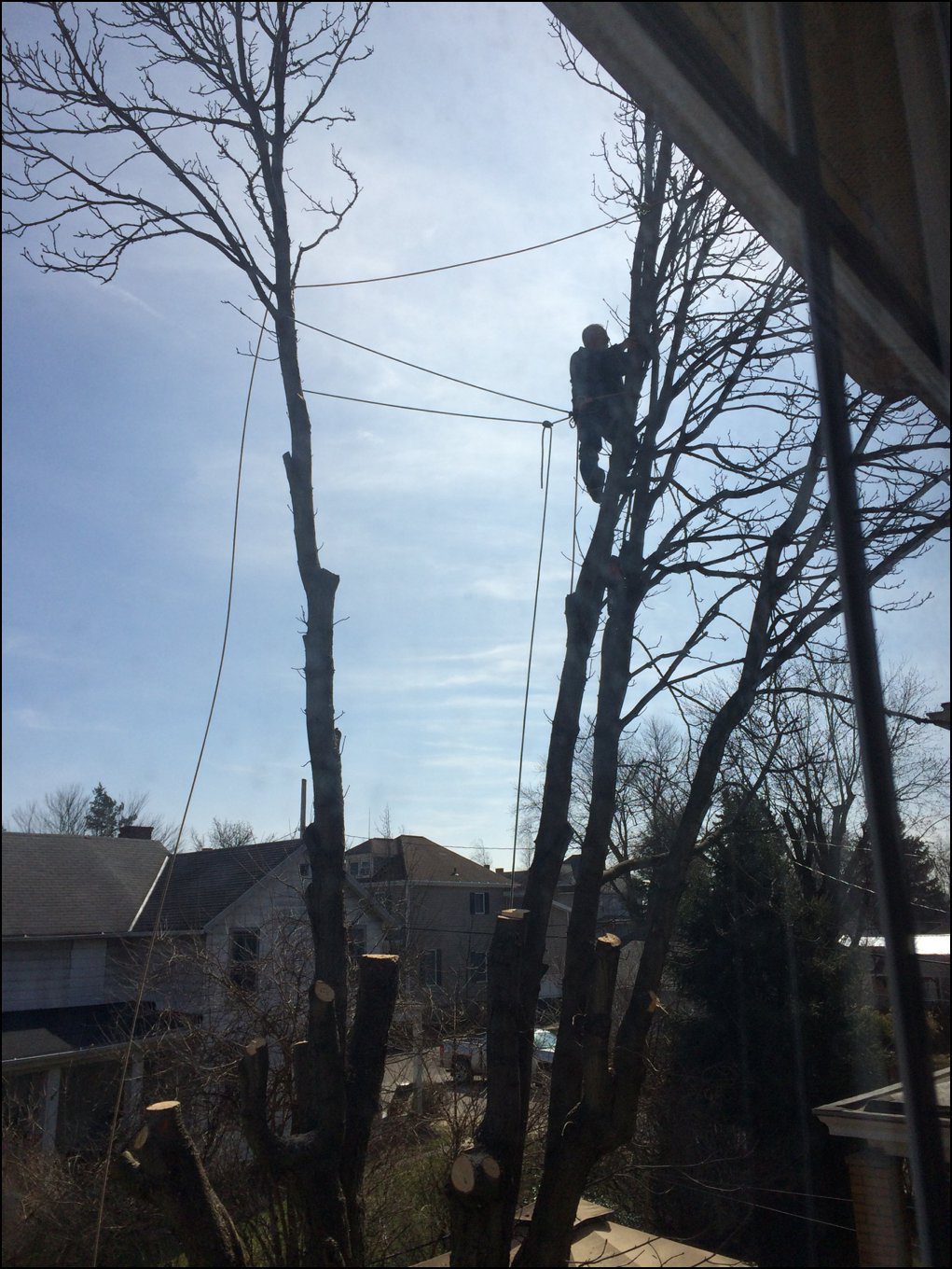 Cutting Our Tree Down