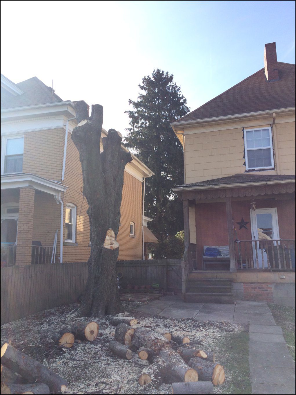 Cutting Our Tree Down