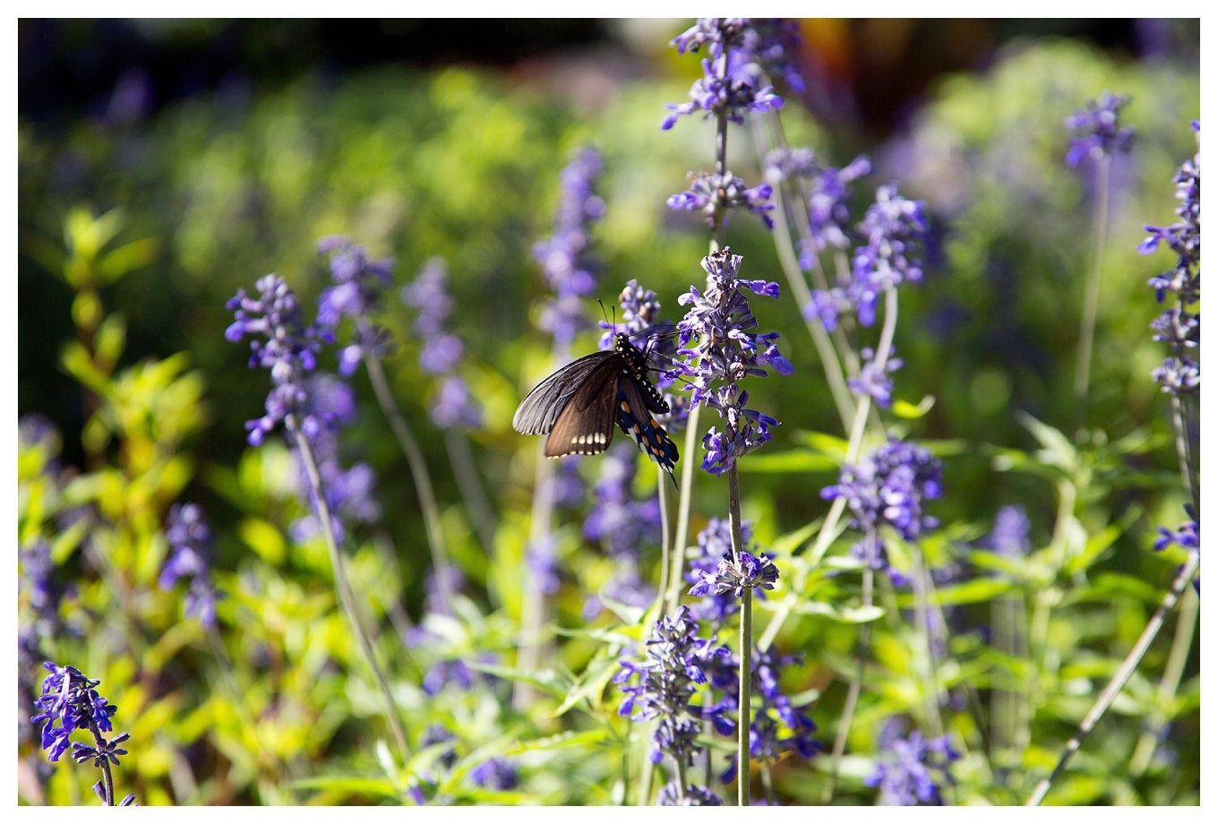 Our Vacation to Texas - at the Botanical Gardens