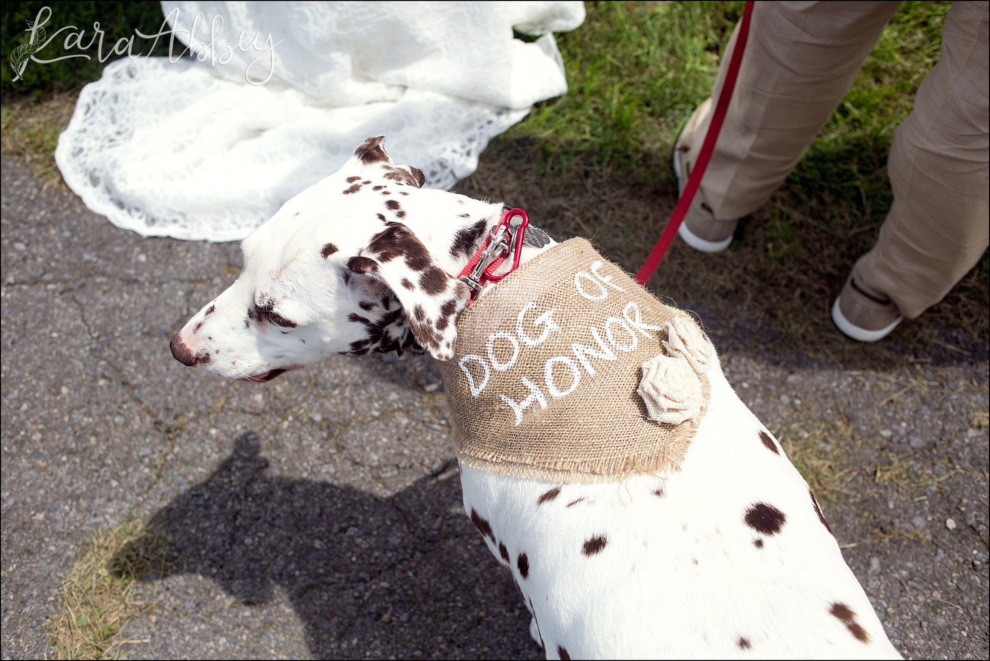 Mountaintop Summer Backyard Wedding Ceremony - Dog of Honor