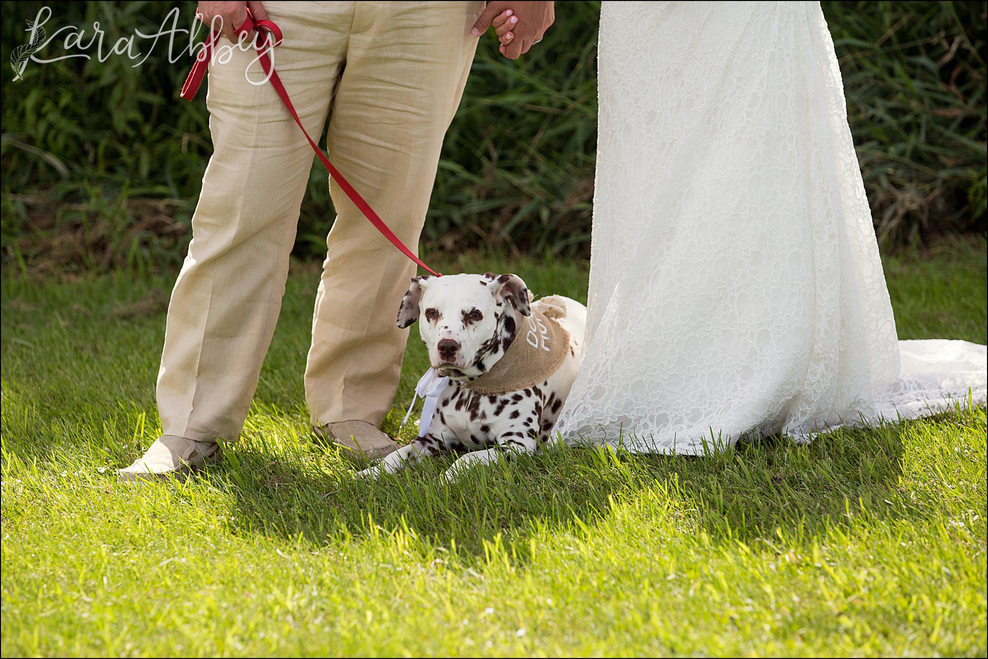 Mountaintop Summer Backyard Wedding Ceremony - Dog of Honor
