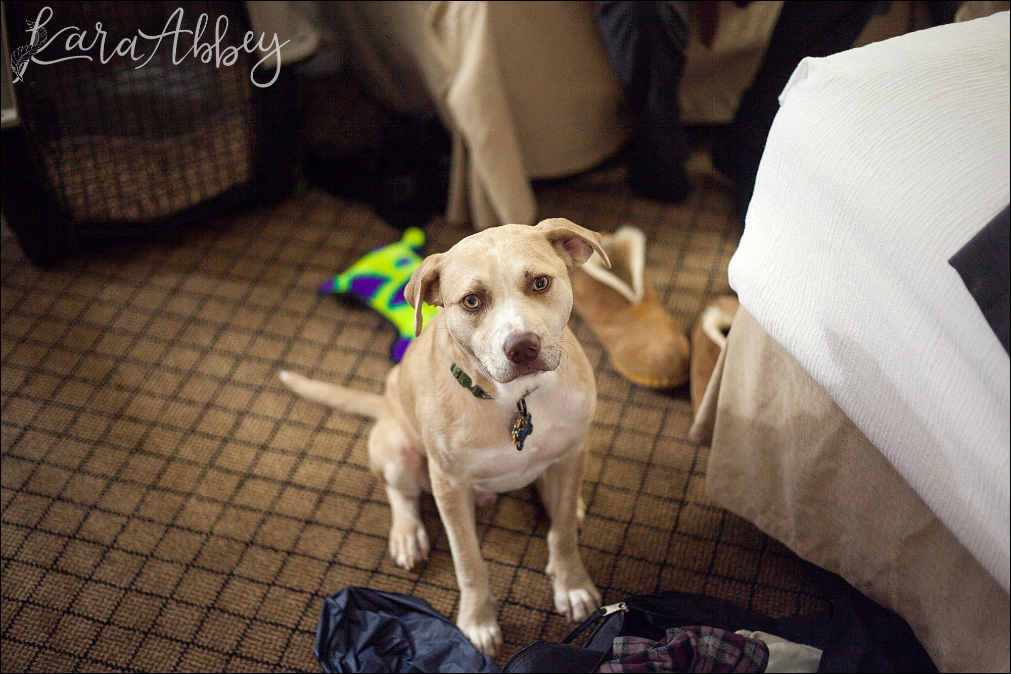 Elegant Groom Details - Getting Ready with Dog