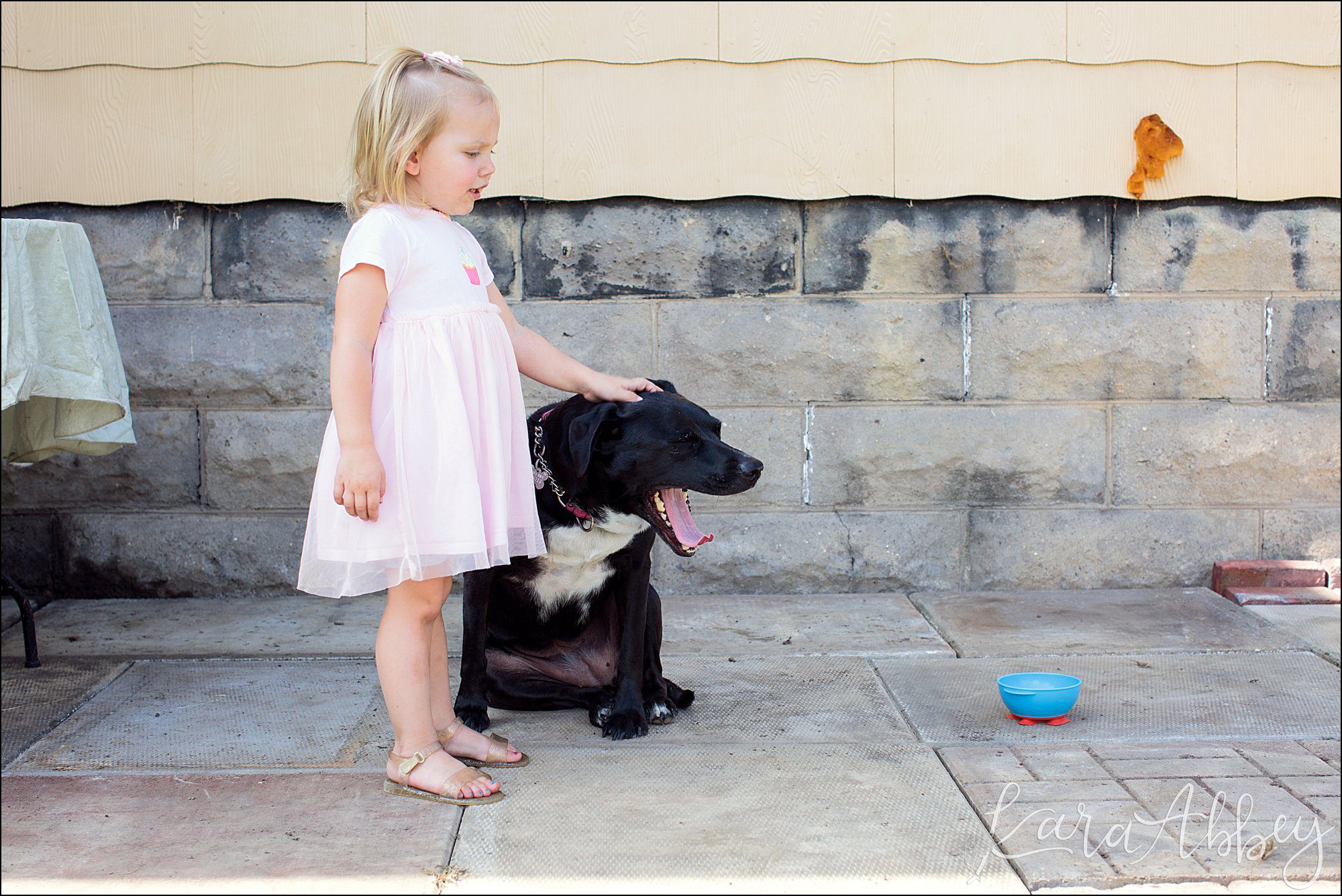 Bloopers of Black Lab Abby's Saturday in Irwin, PA
