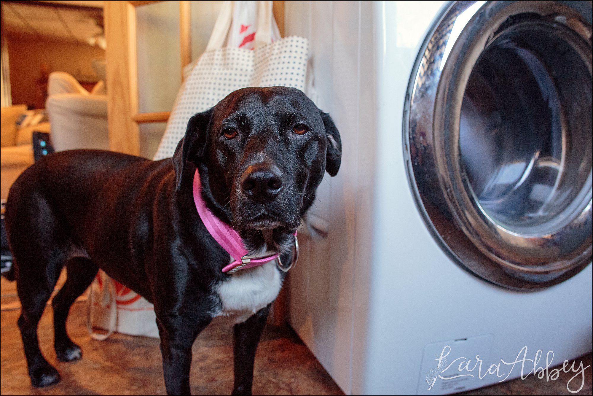Bloopers of Black Lab Abby's Saturday in Irwin, PA
