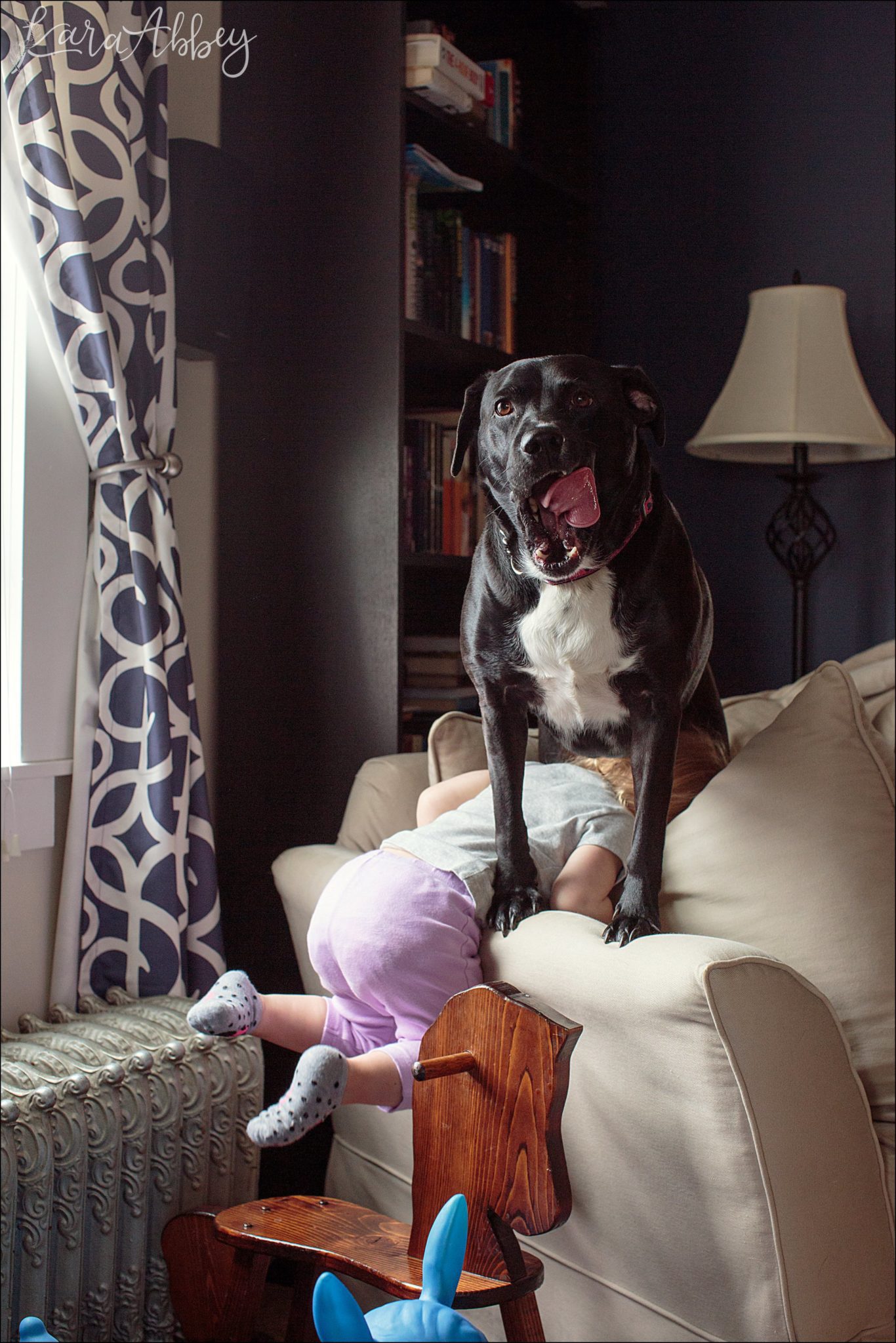 Bloopers of Black Lab Abby's Saturday in Irwin, PA
