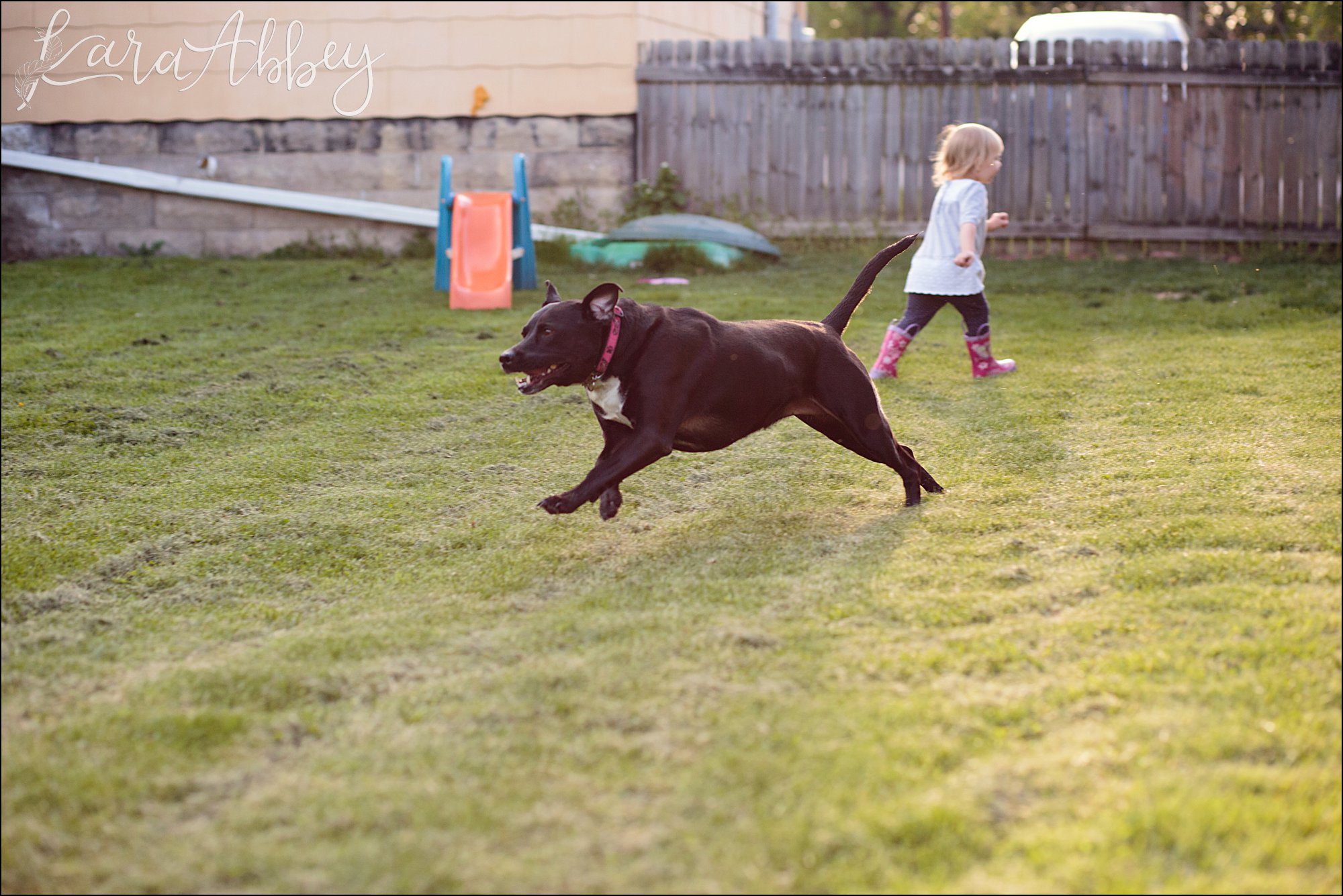 Bloopers of Black Lab Abby's Saturday in Irwin, PA