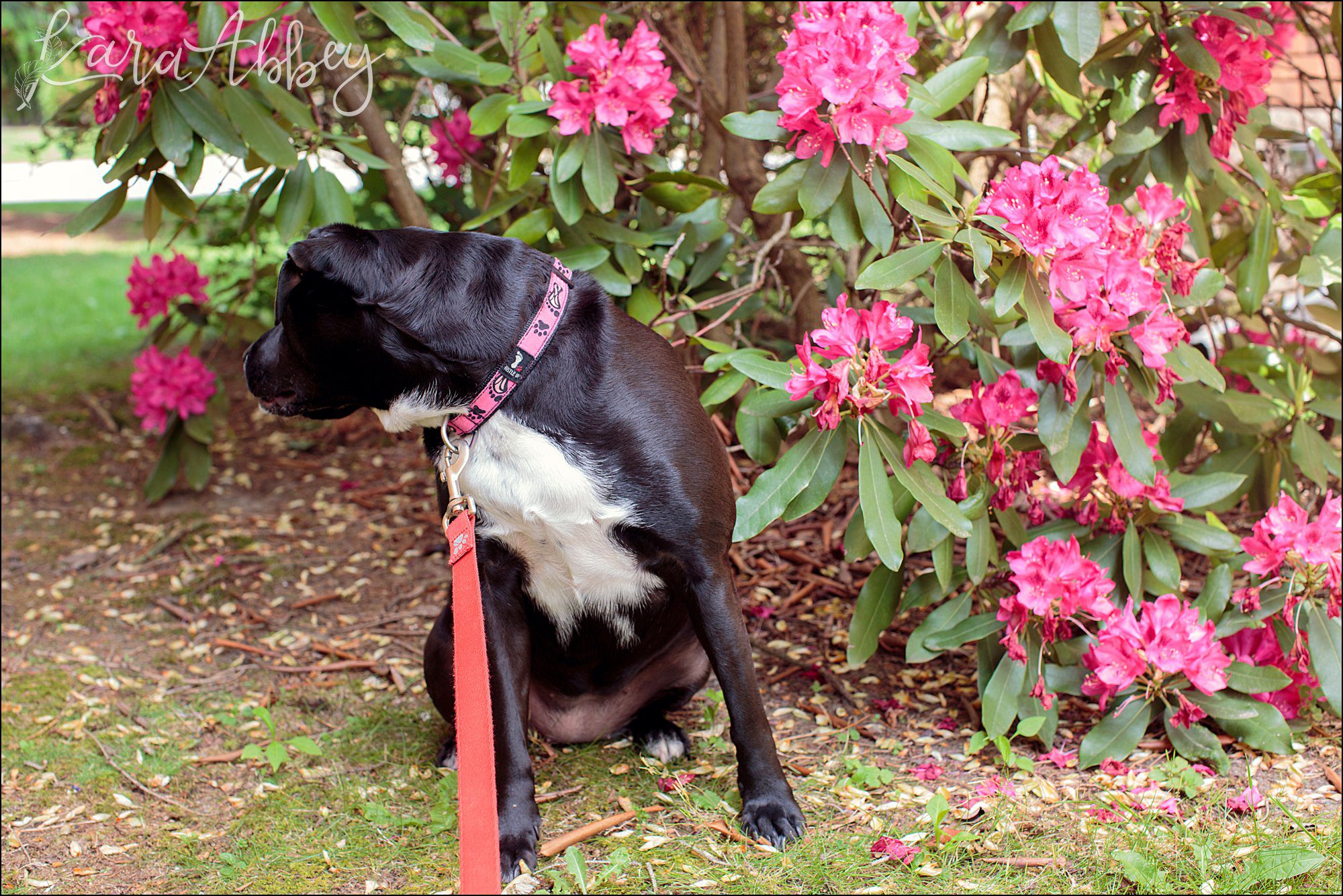 Bloopers of Black Lab Abby's Saturday in Irwin, PA