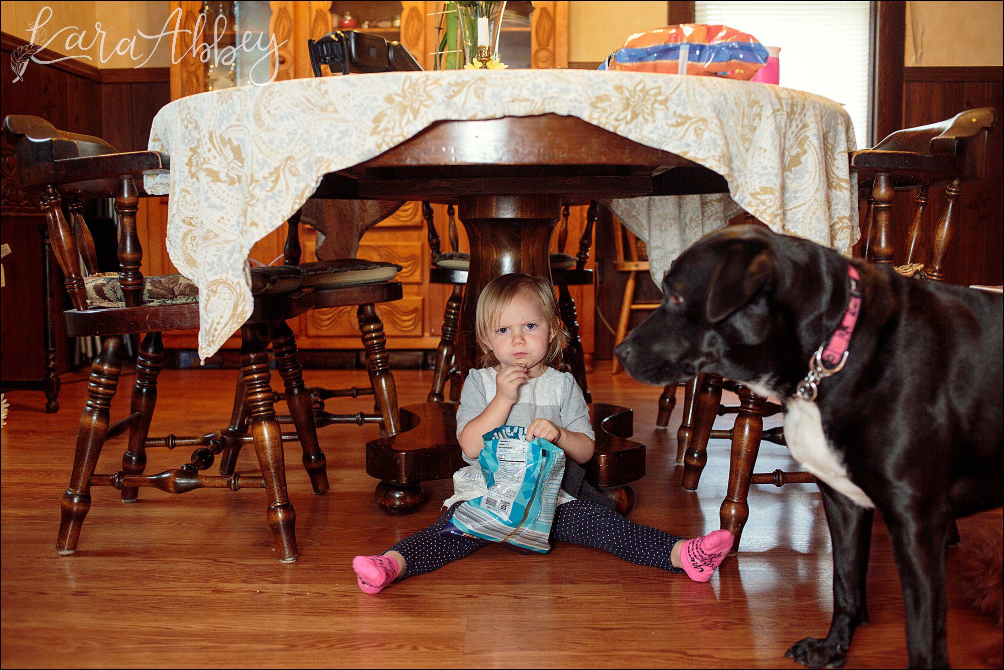 Bloopers of Black Lab Abby's Saturday in Irwin, PA