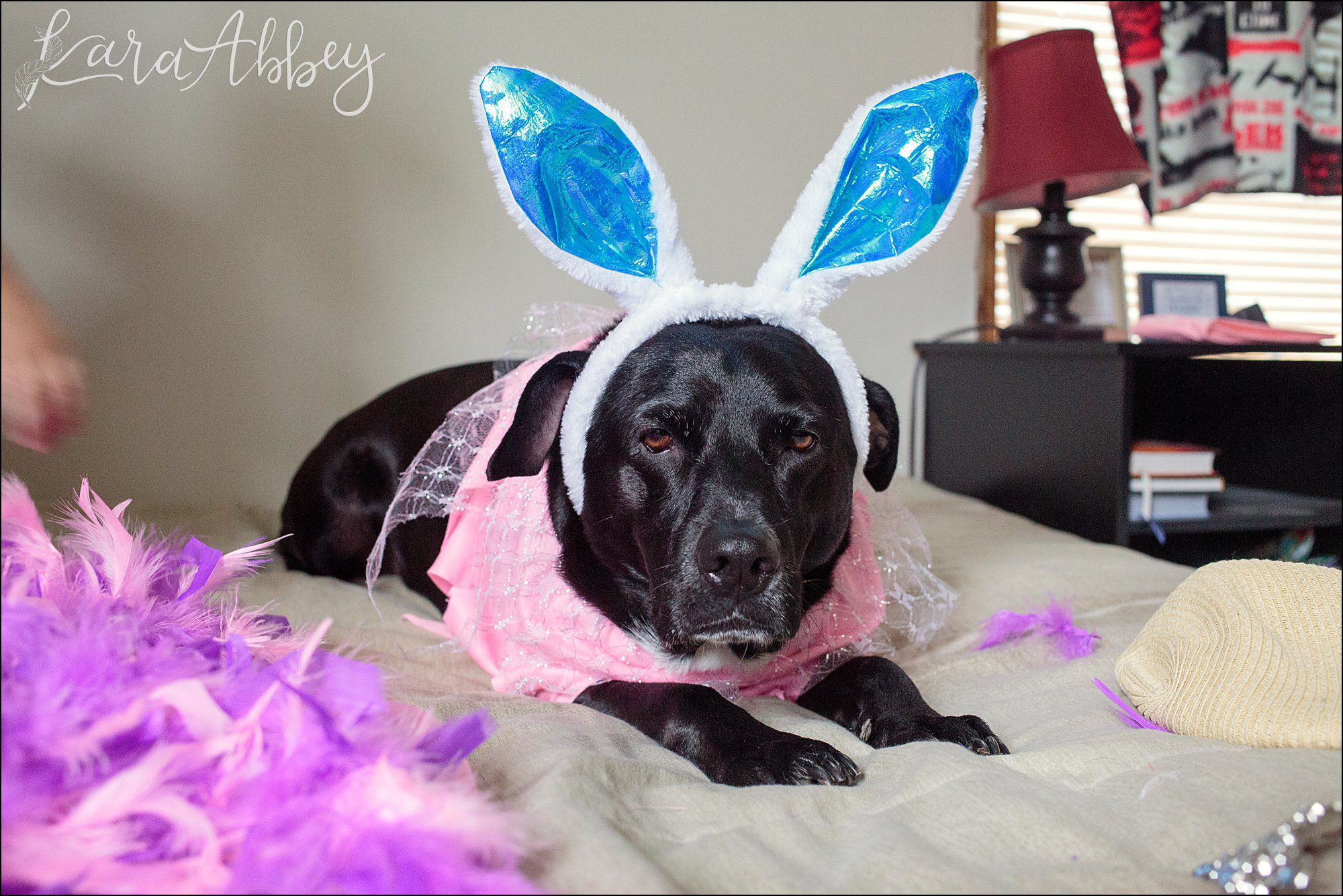 Bloopers of Black Lab Abby's Saturday in Irwin, PA