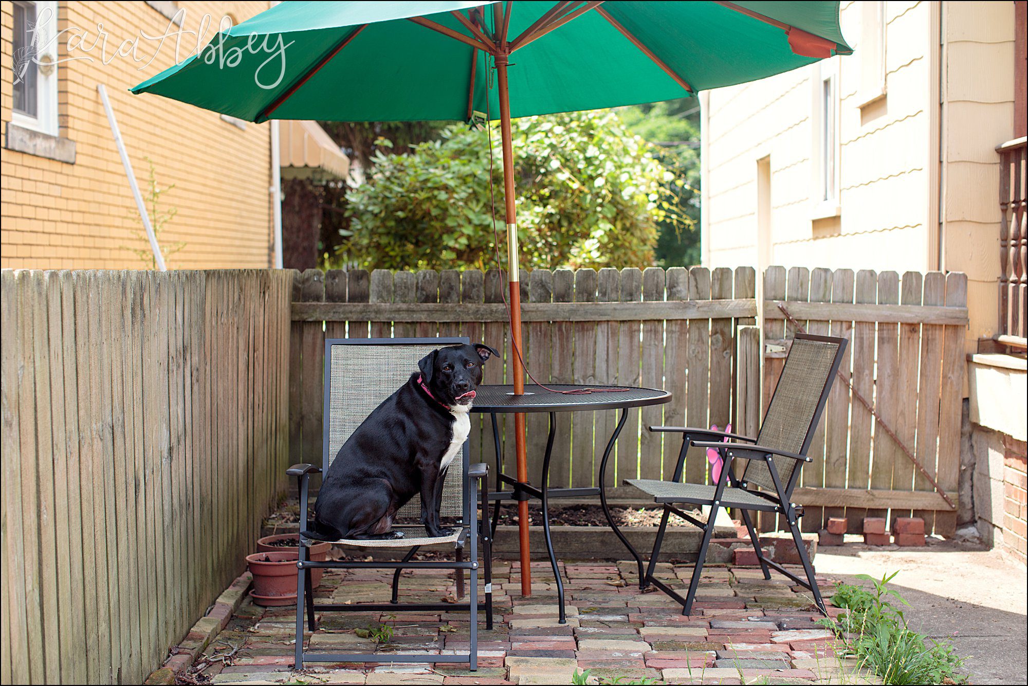 Bloopers of Black Lab Abby's Saturday in Irwin, PA