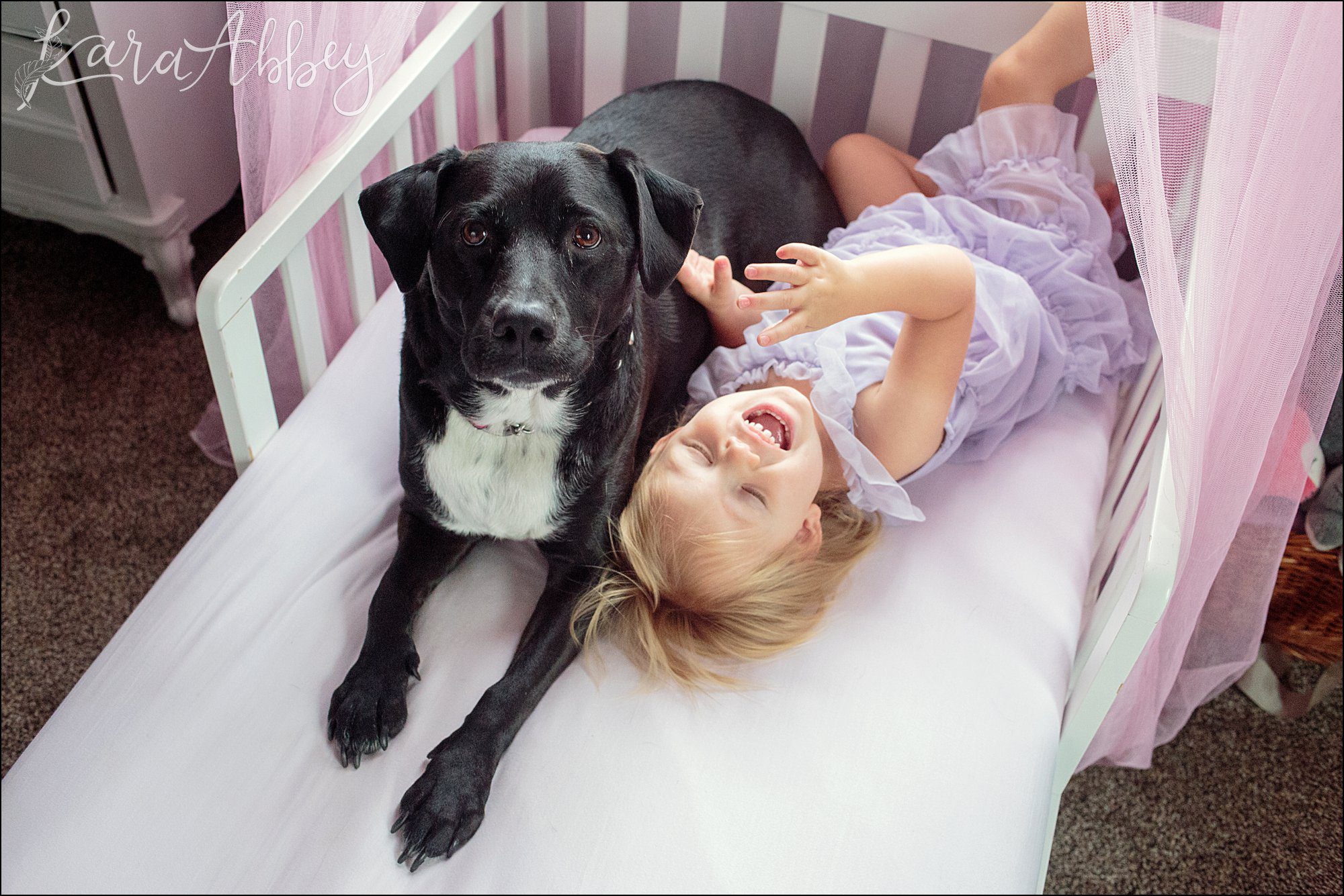 Bloopers of Black Lab Abby's Saturday in Irwin, PA