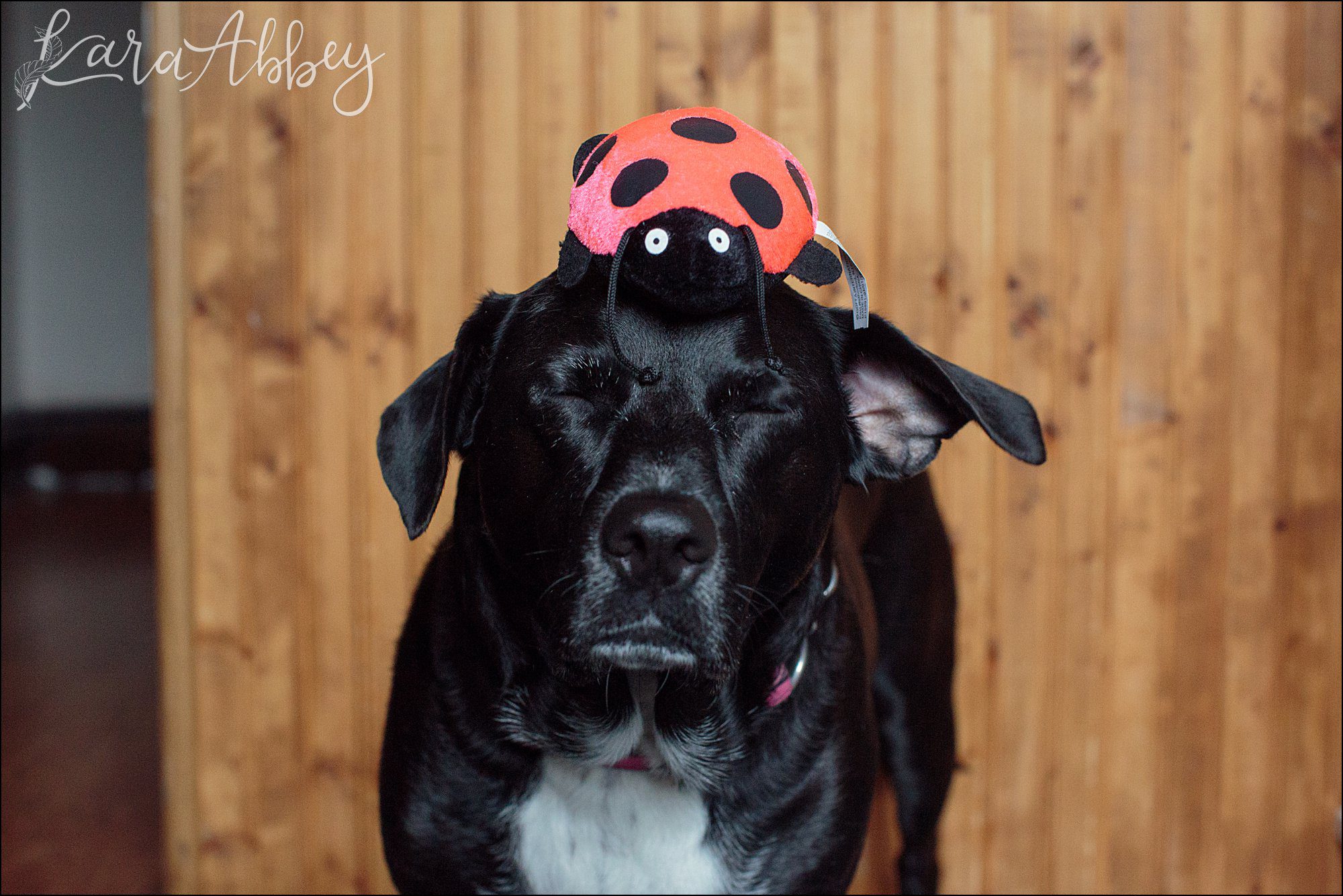 Bloopers of Black Lab Abby's Saturday in Irwin, PA