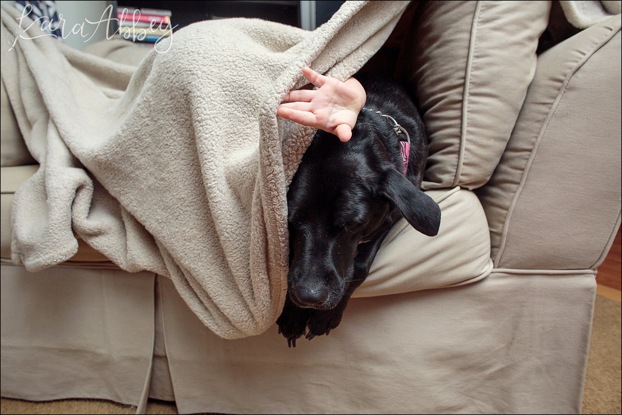 Bloopers of Black Lab Abby's Saturday in Irwin, PA