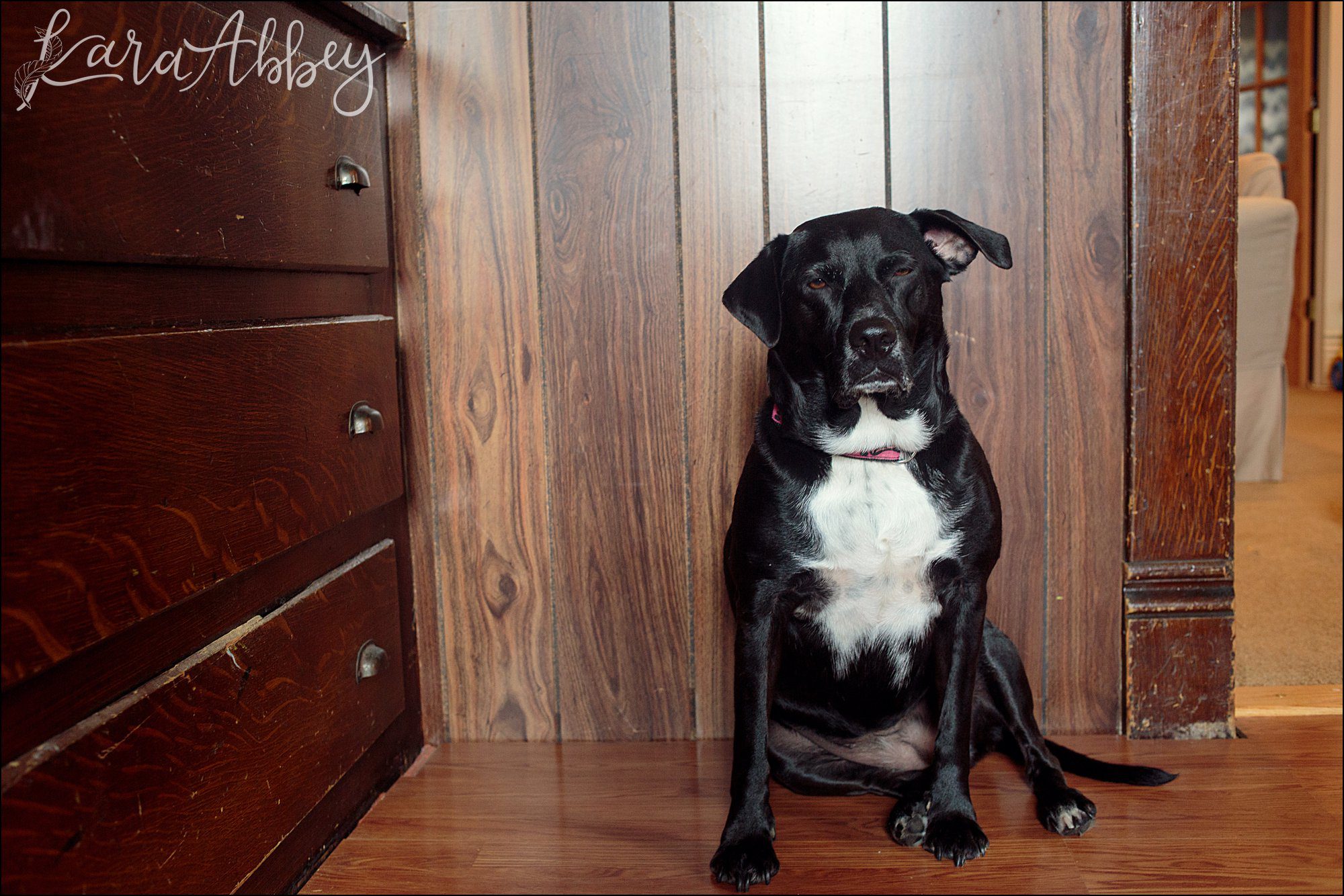 Bloopers of Black Lab Abby's Saturday in Irwin, PA
