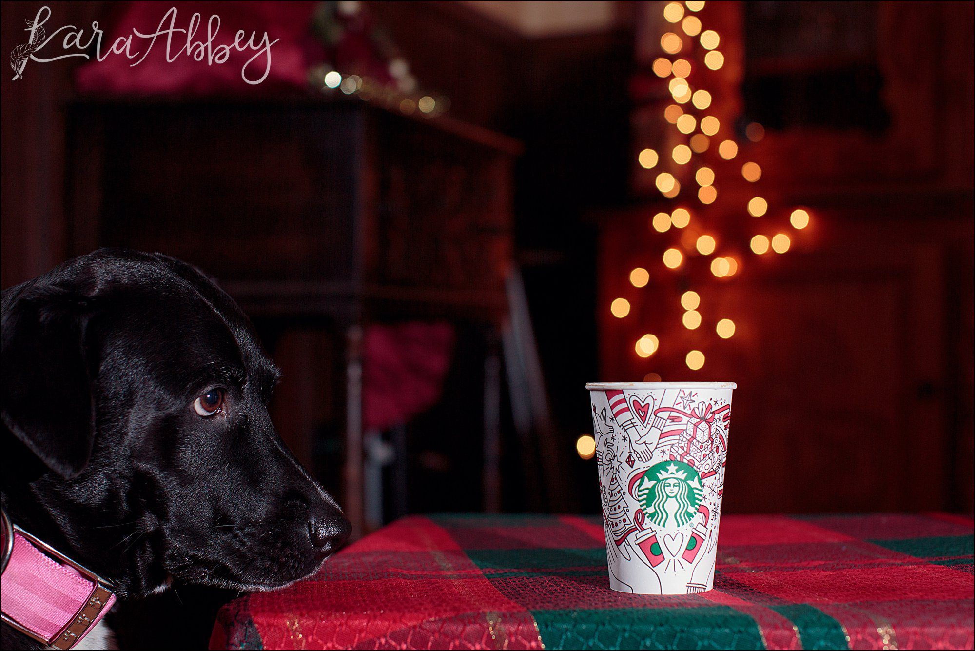 Bloopers of Black Lab Abby's Saturday in Irwin, PA