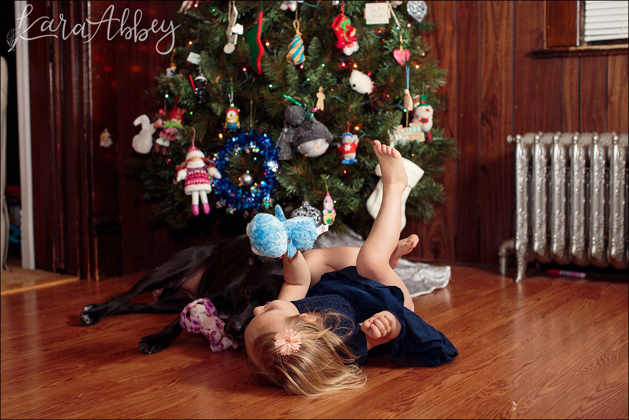 Bloopers of Black Lab Abby's Saturday in Irwin, PA