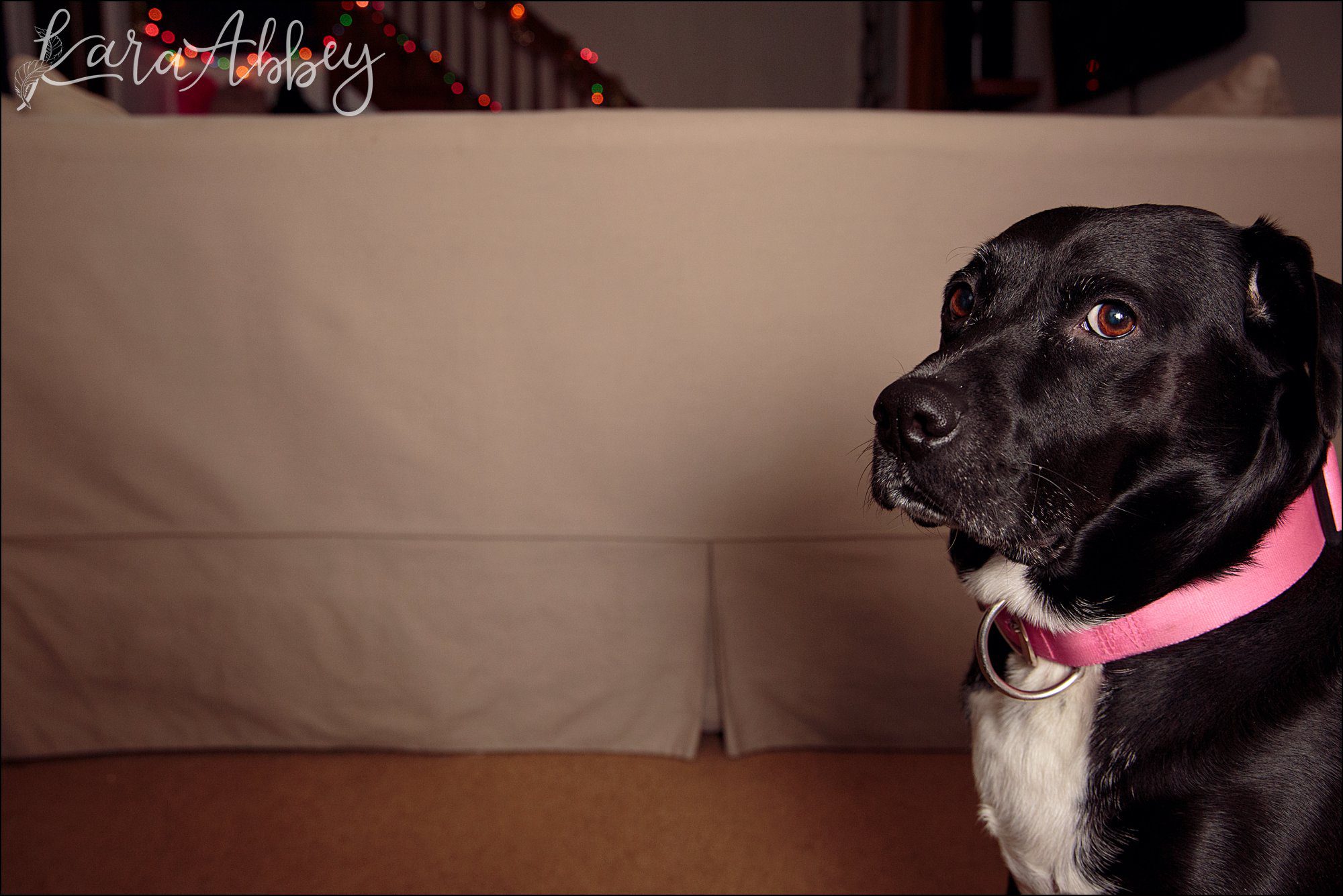 Bloopers of Black Lab Abby's Saturday in Irwin, PA