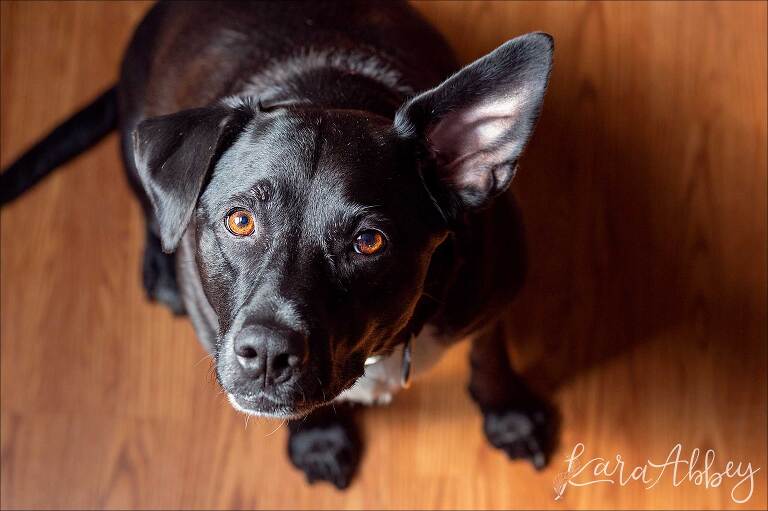 Black Lab with One Ear Up in Irwin, PA