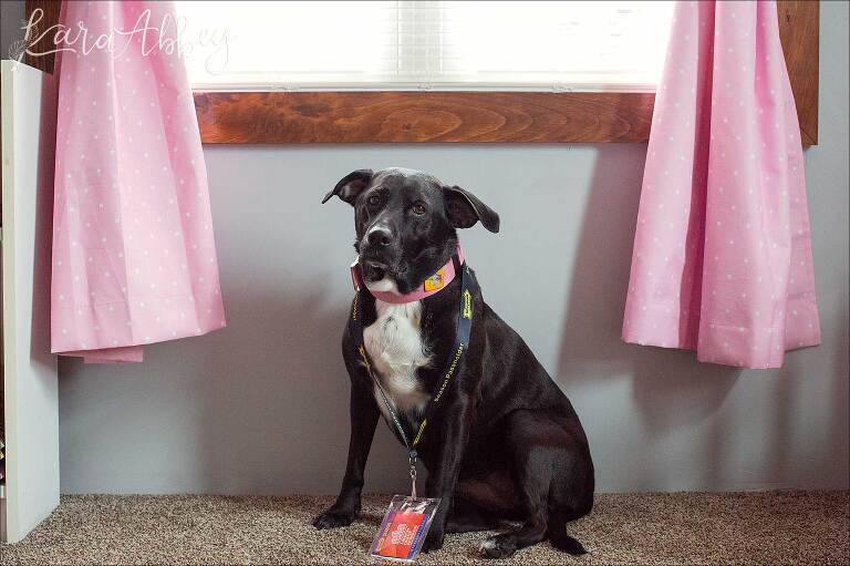 Black Lab with Kennywood Season Pass Lanyard in Irwin, PA