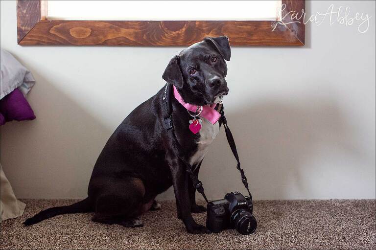 Black Lab and Canon Camera in Irwin, PA