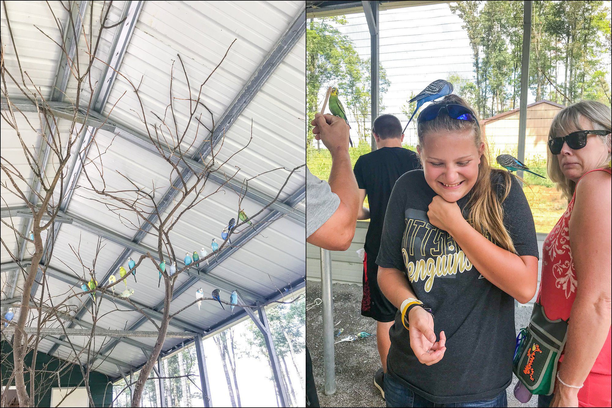 Our Summer Vacation to Busch Gardens & Deep Creek Lake