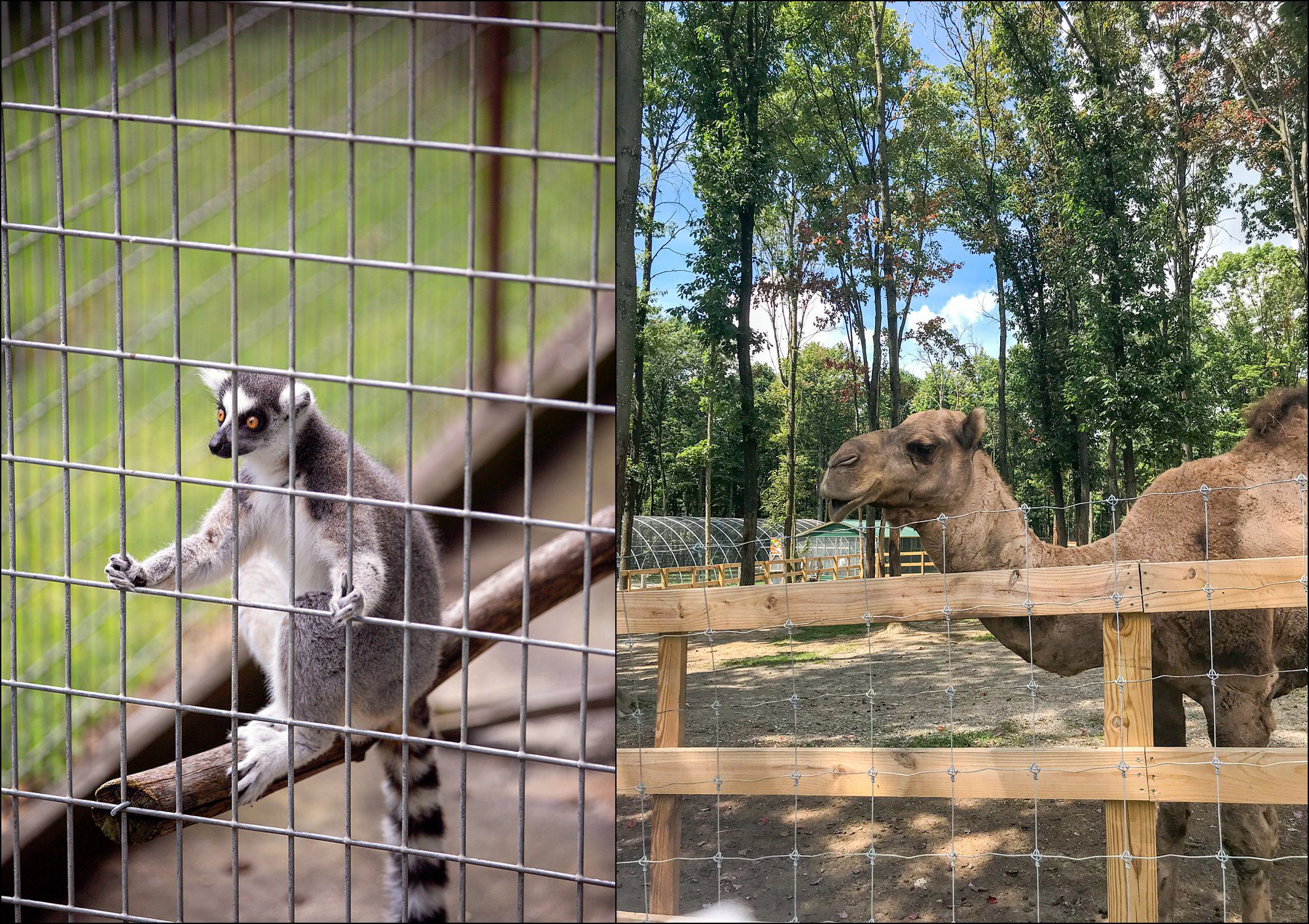 Our Summer Vacation to Busch Gardens & Deep Creek Lake