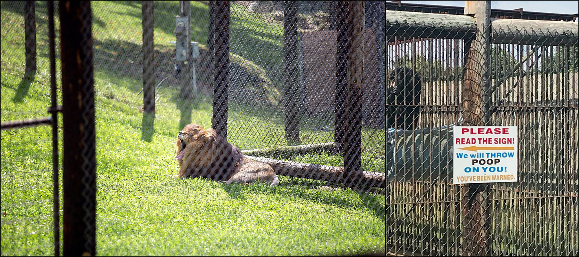 Our Summer Vacation to Busch Gardens & Deep Creek Lake