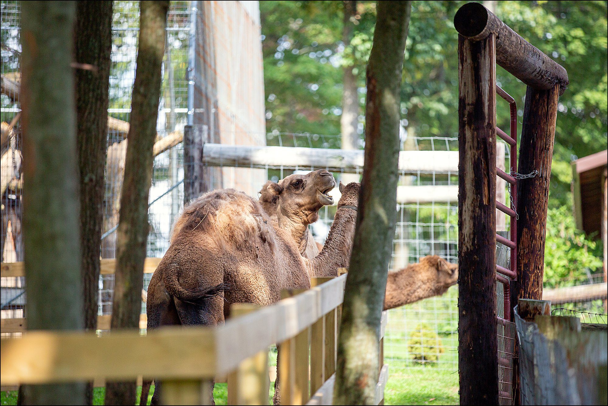Our Summer Vacation to Busch Gardens & Deep Creek Lake