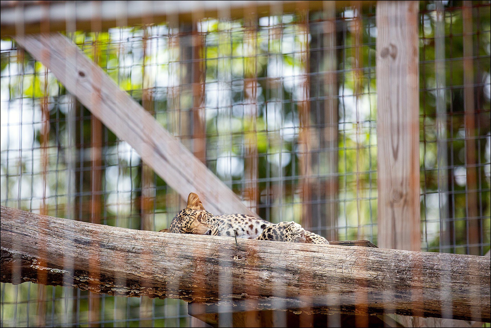 Our Summer Vacation to Busch Gardens & Deep Creek Lake