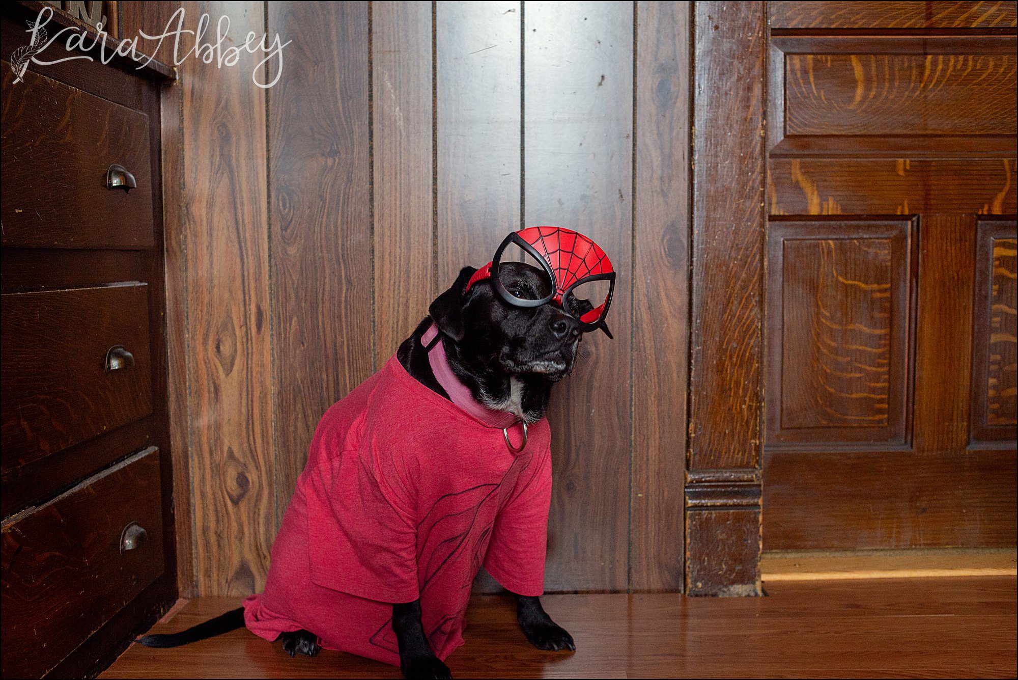 Bloopers from Weekly Photos of Black Lab and Toddler in Irwin, PA