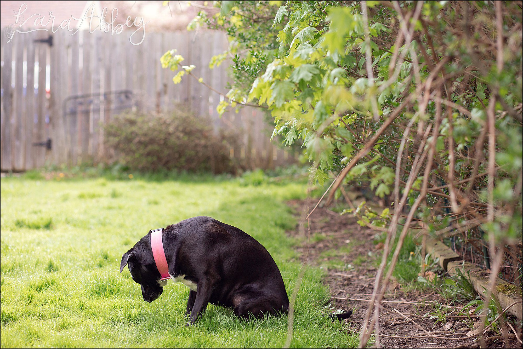 Bloopers from Weekly Photos of Black Lab and Toddler in Irwin, PA