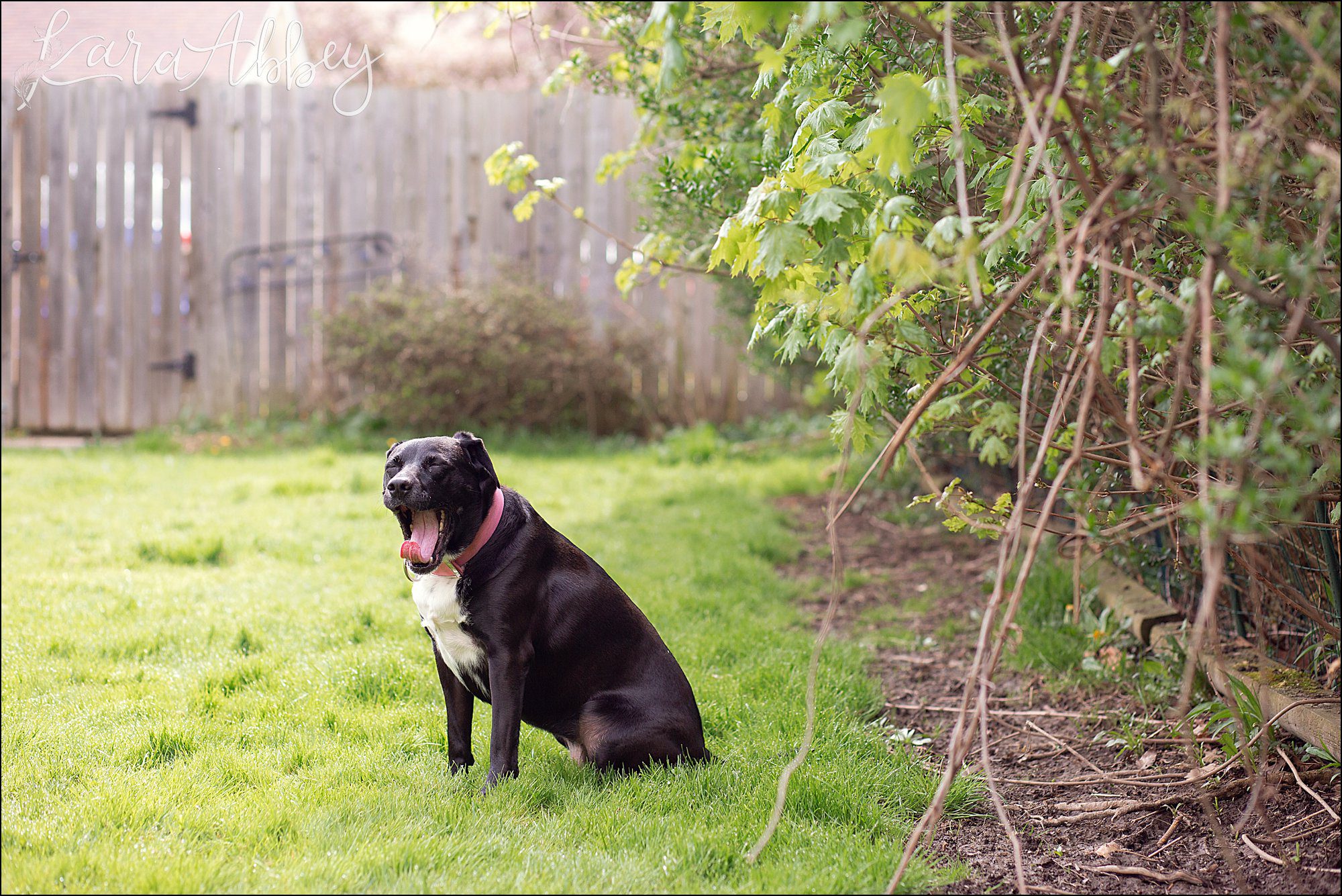 Bloopers from Weekly Photos of Black Lab and Toddler in Irwin, PA