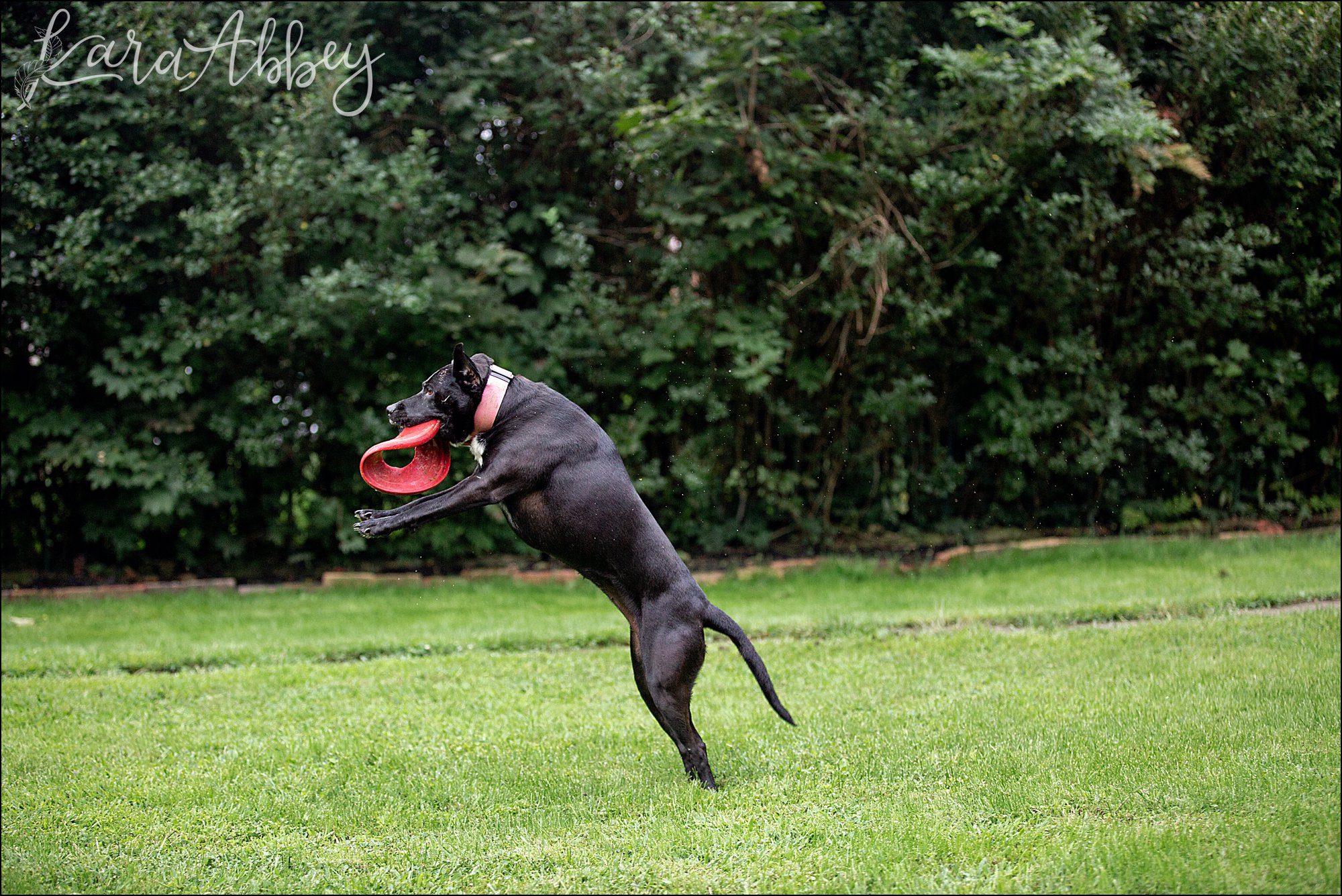 Bloopers from Weekly Photos of Black Lab and Toddler in Irwin, PA