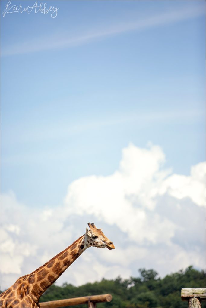 North Huntingdon Wedding Photographer Favorite Personal Images from 2018 - Hovatters Zoo