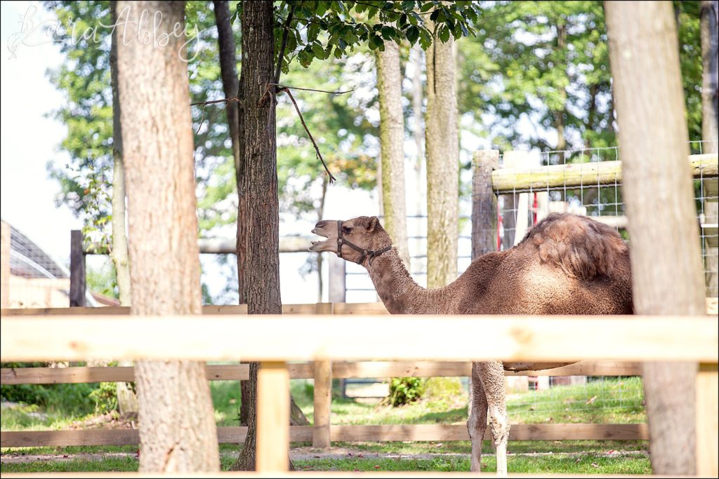 North Huntingdon Wedding Photographer Favorite Personal Images from 2018 - Hovatters Zoo