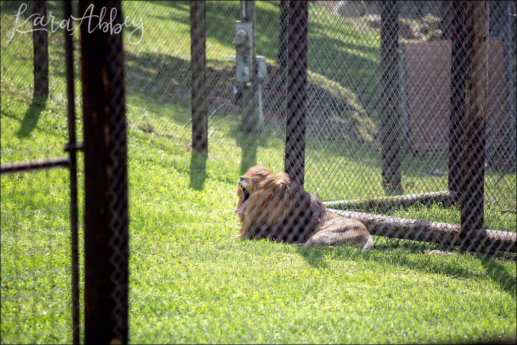 North Huntingdon Wedding Photographer Favorite Personal Images from 2018 - Hovatters Zoo