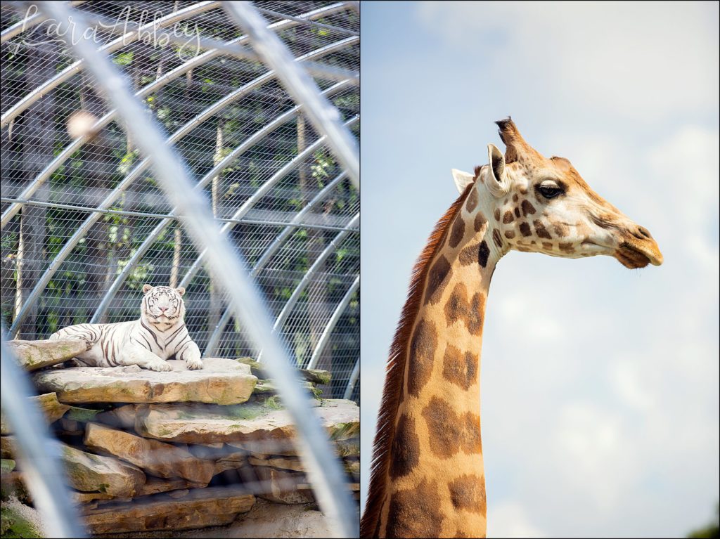 North Huntingdon Wedding Photographer Favorite Personal Images from 2018 - Hovatters Zoo