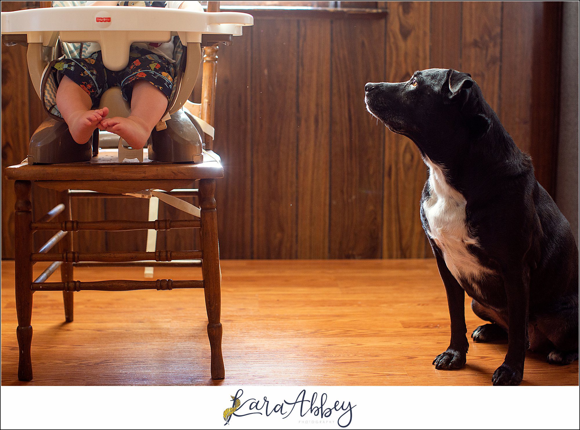 Abby's Saturday Black Lab Hoping for a Handout in Irwin, PA