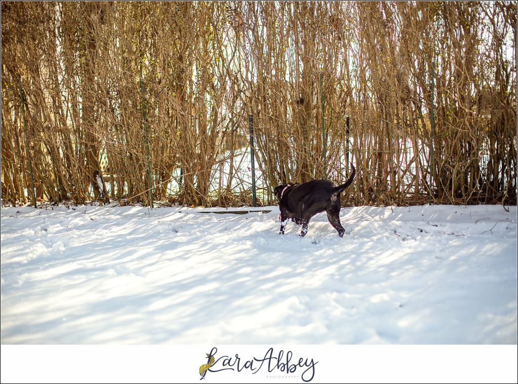 Bloopers and Outtakes of Abby's Saturday Weekly Portraits in Irwin PA