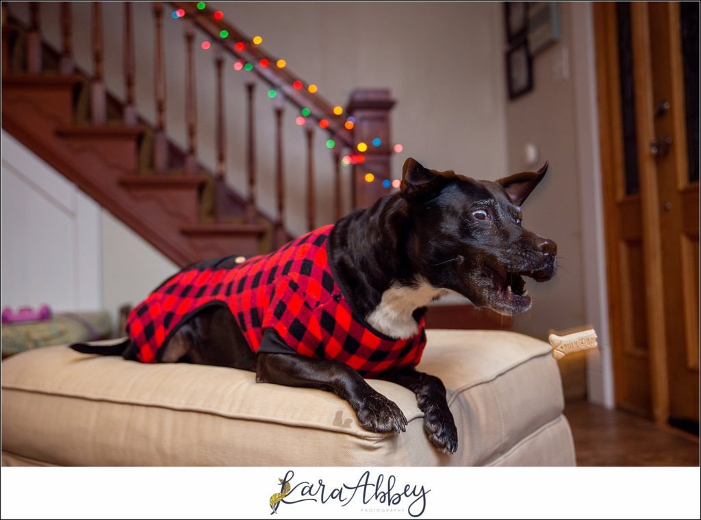 Bloopers and Outtakes of Abby's Saturday Weekly Portraits in Irwin PA