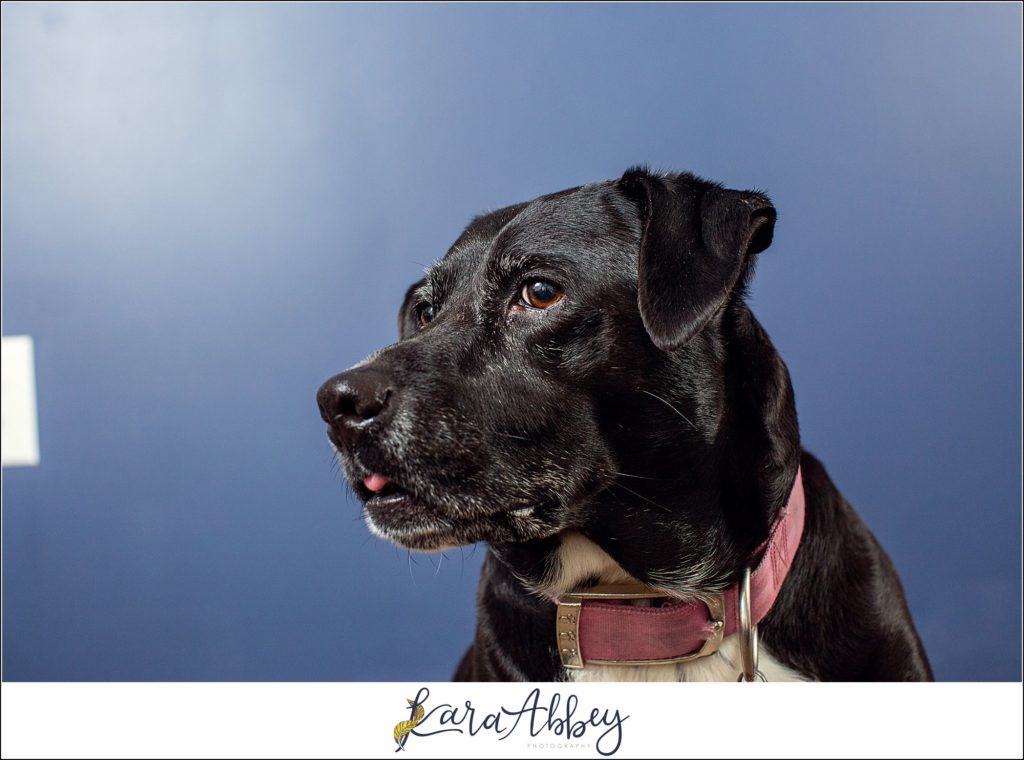 Bloopers and Outtakes of Abby's Saturday Weekly Portraits in Irwin PA